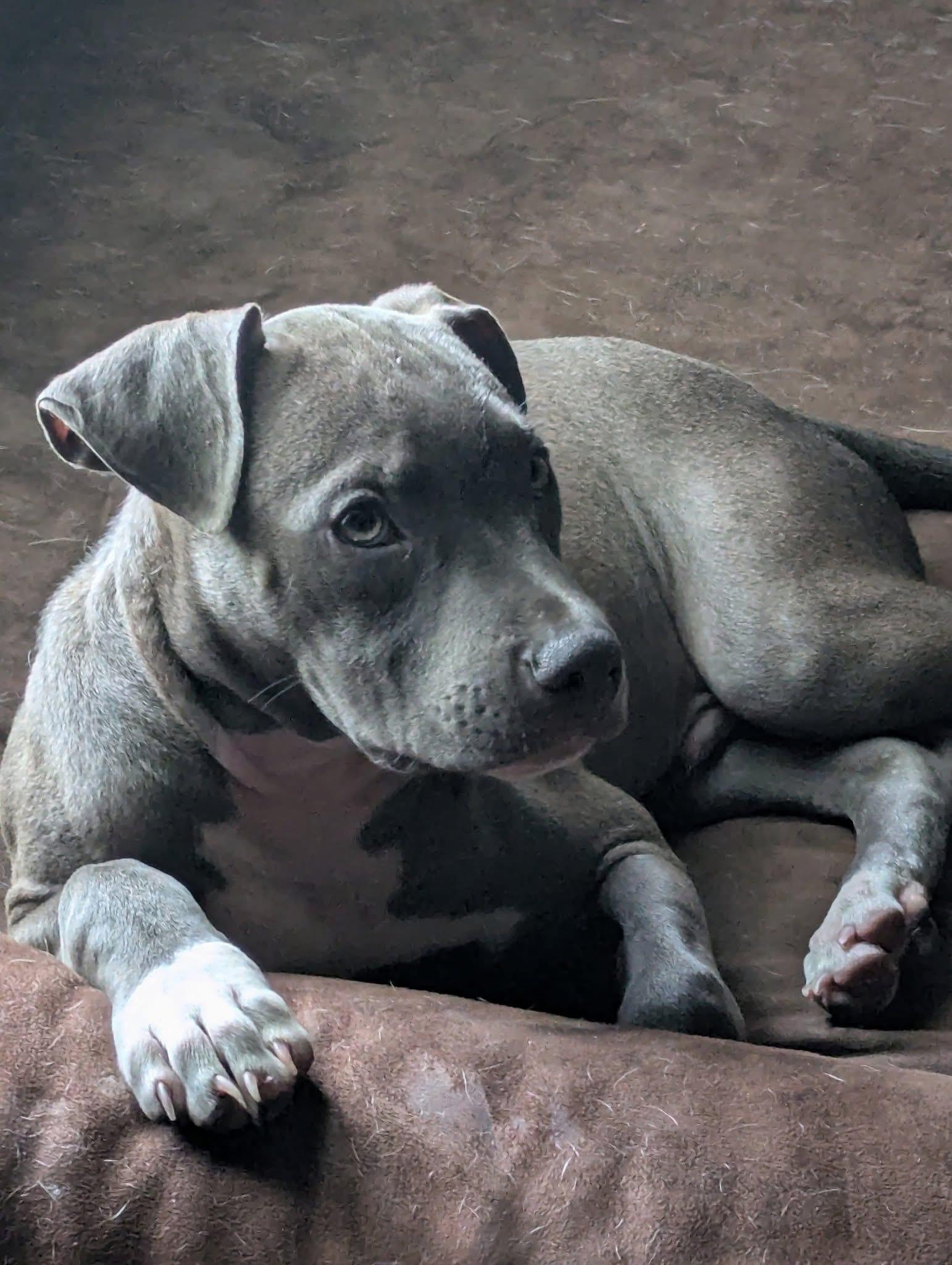 Jimmy, adopted, Young Male Terrier.