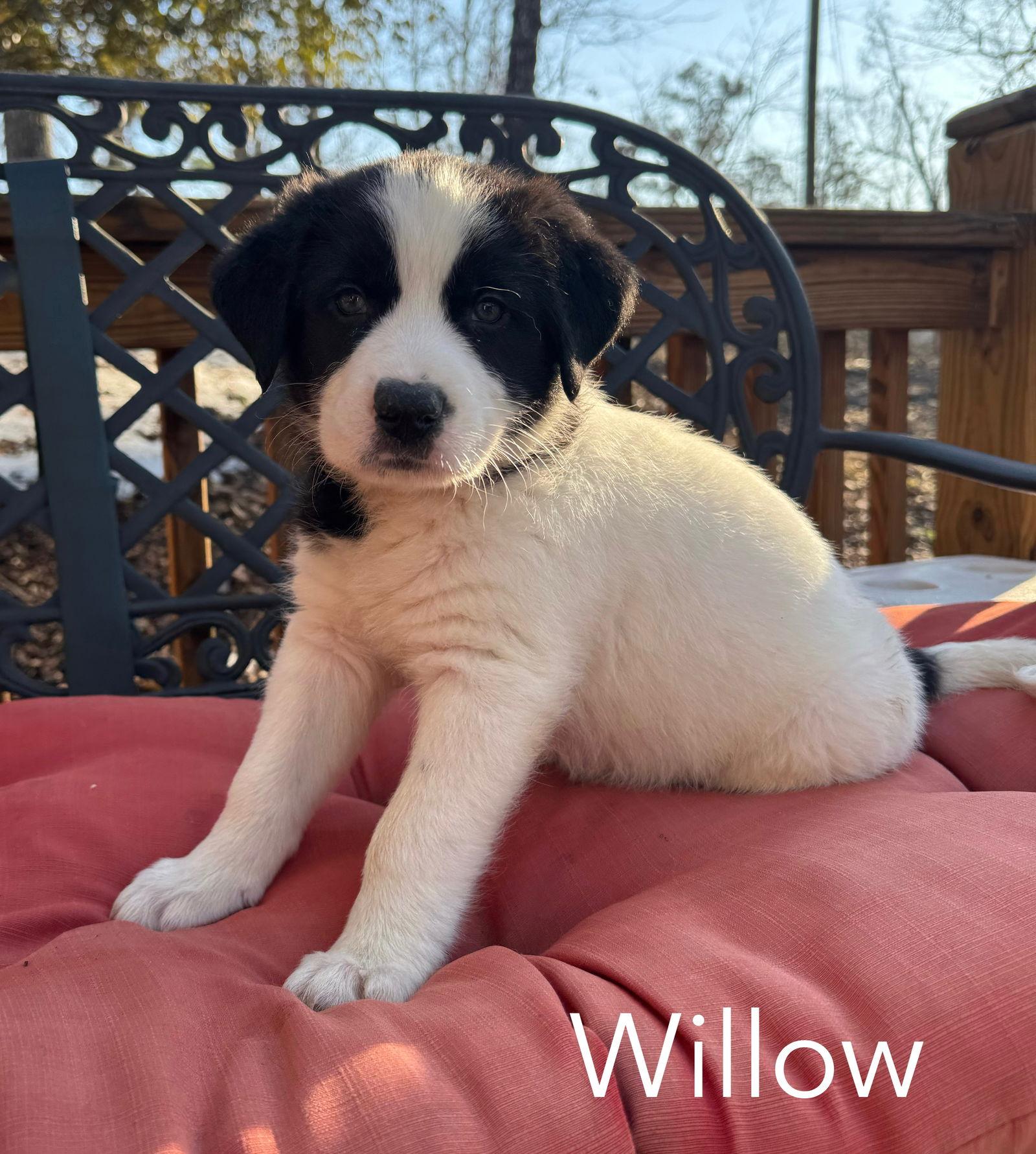 Victoria, Adopted, Young Female Great Pyrenees.