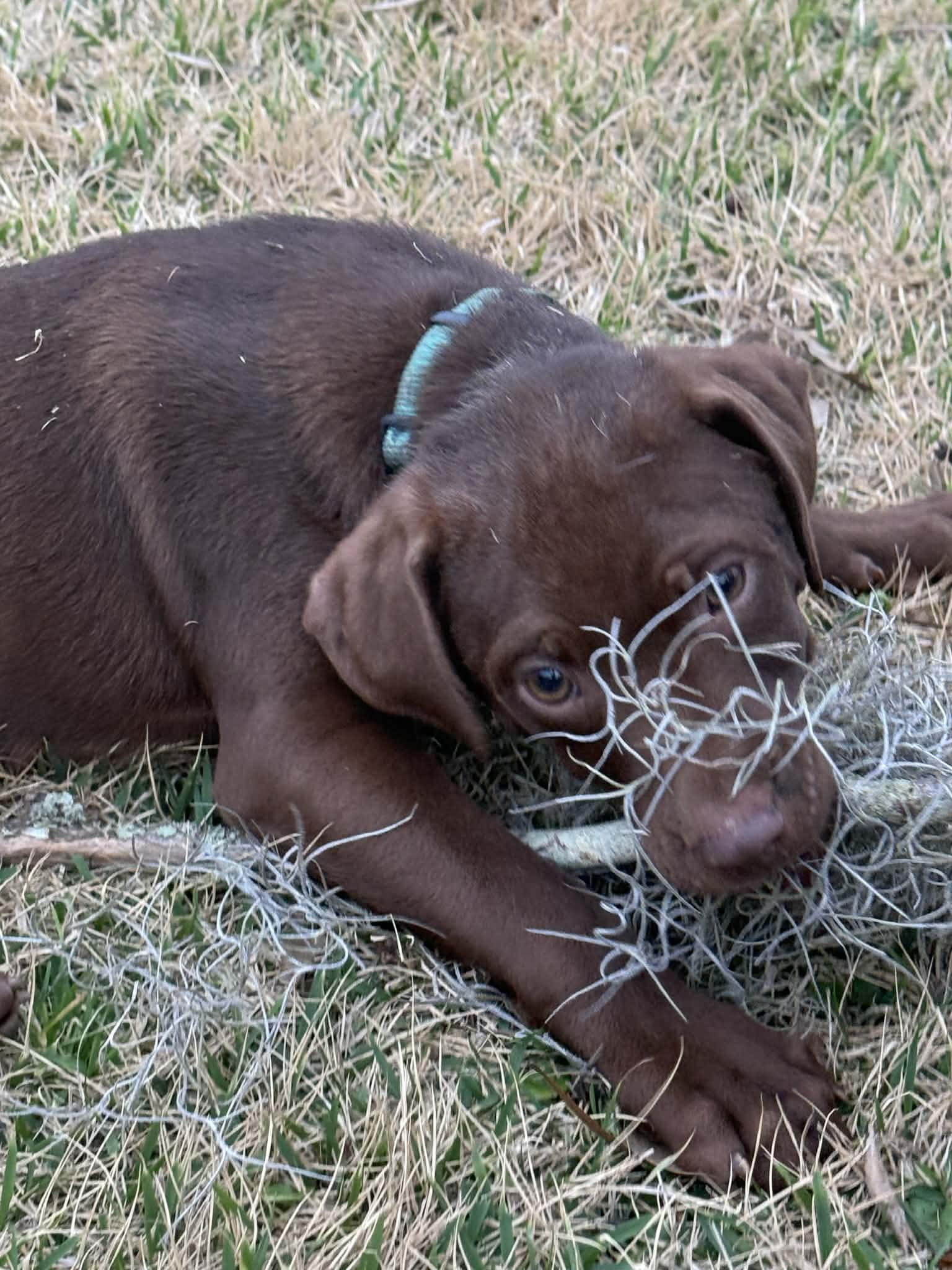 Winston, an adopted mixed breed in Southington, CT image 1/6