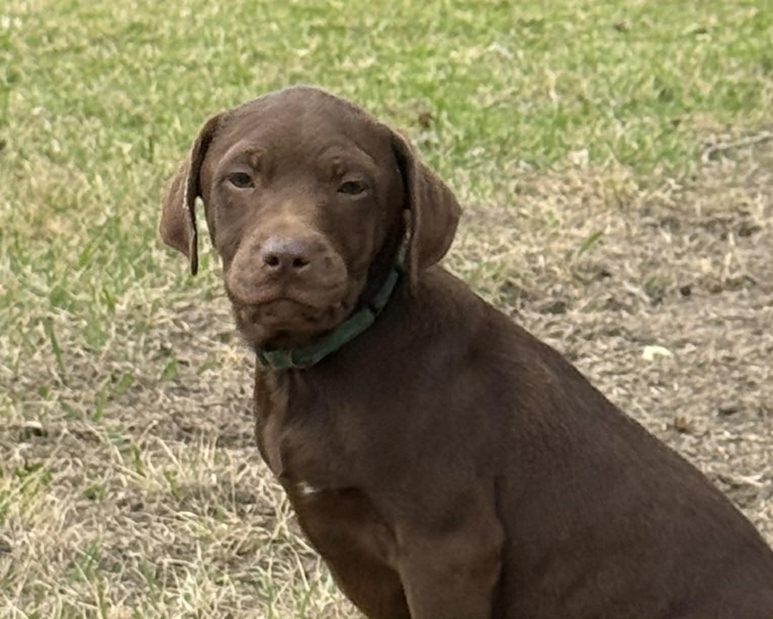 Winston, an adopted mixed breed in Southington, CT image 2/6