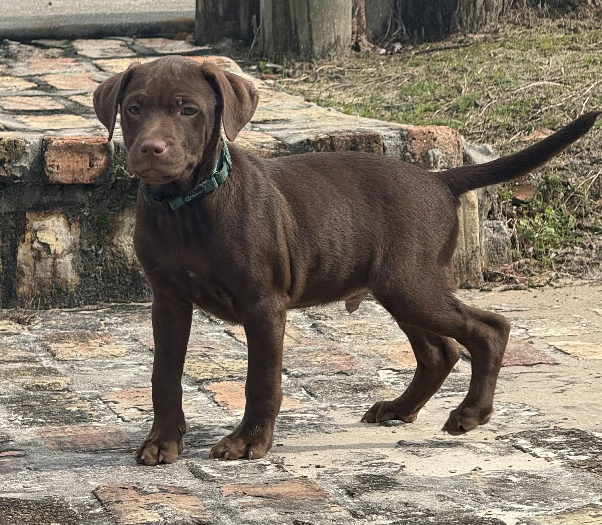 Winston, an adopted mixed breed in Southington, CT image 6/6