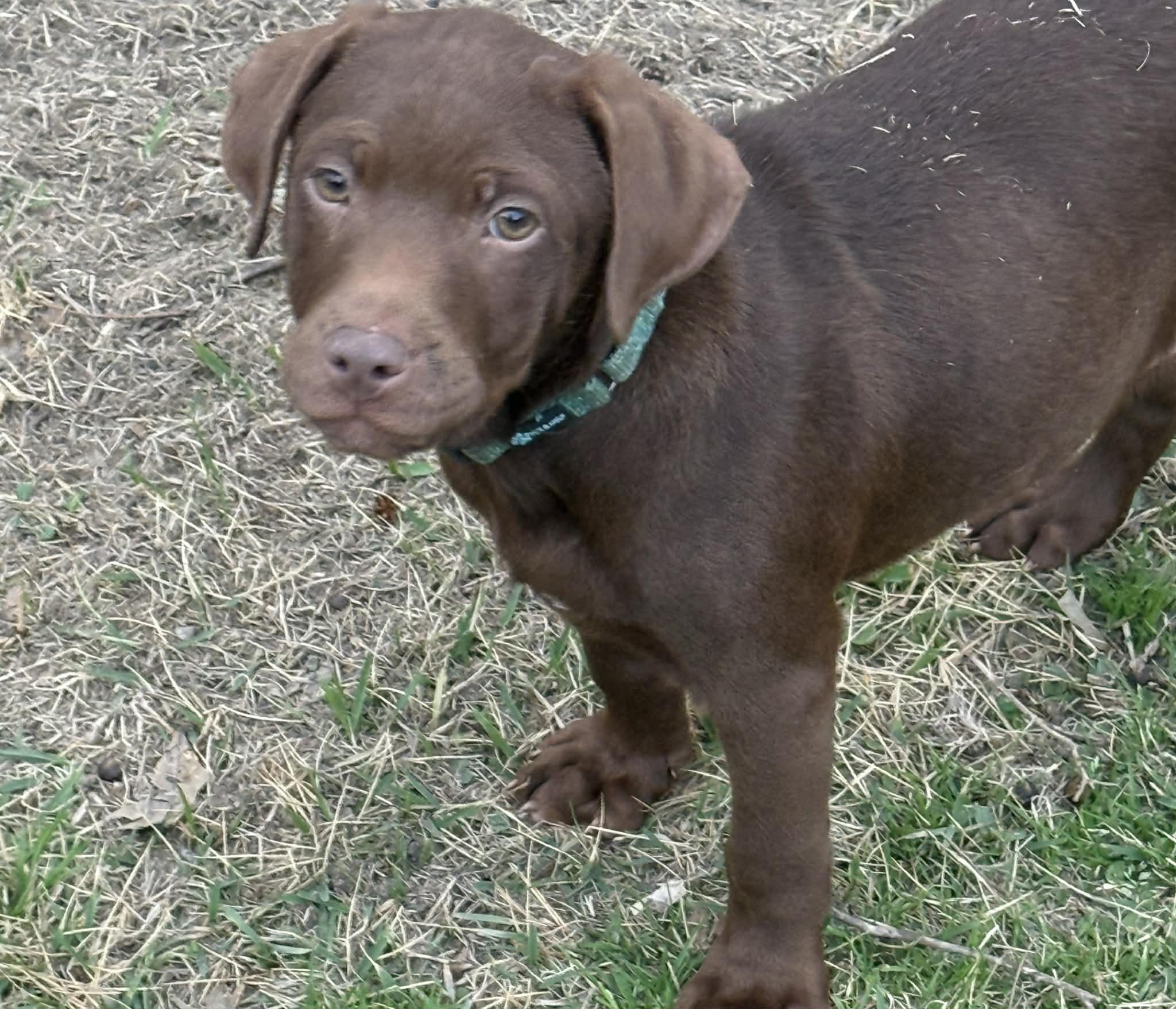 Winston, an adopted mixed breed in Southington, CT image 5/6