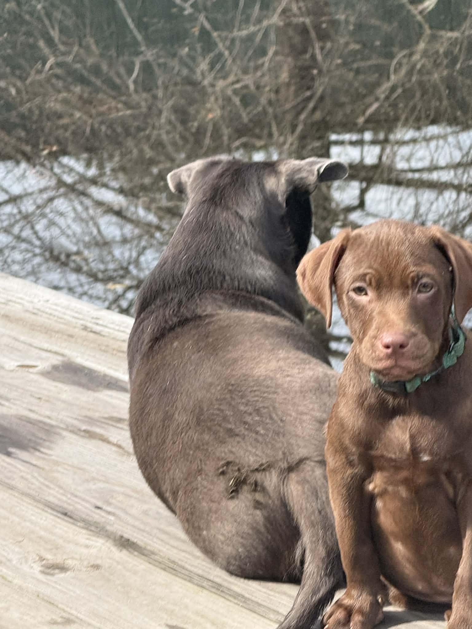 Winston, an adopted mixed breed in Southington, CT image 3/6