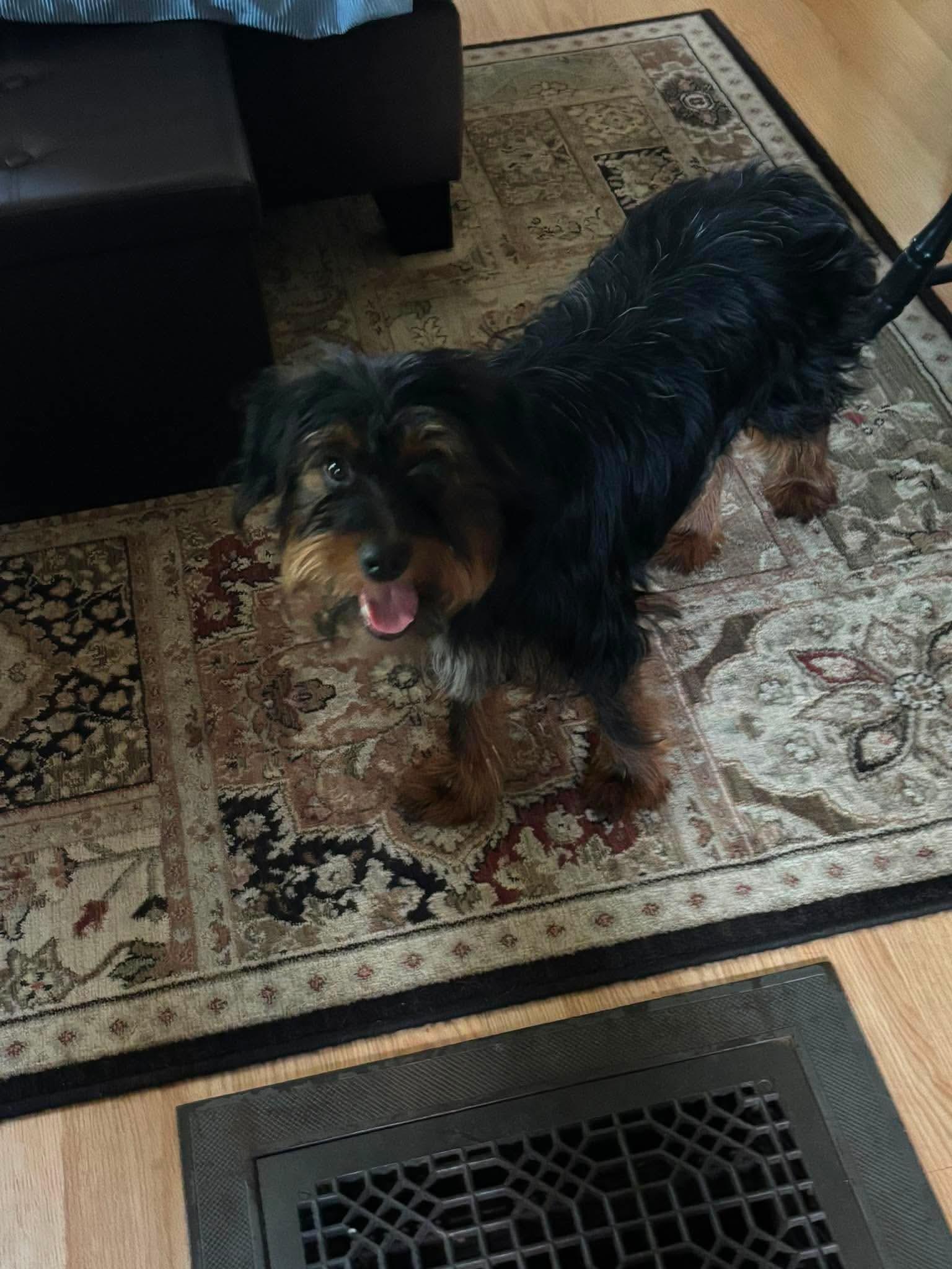Enlarge Rex, an adopted mixed breed in Byron, IL image 2/4
