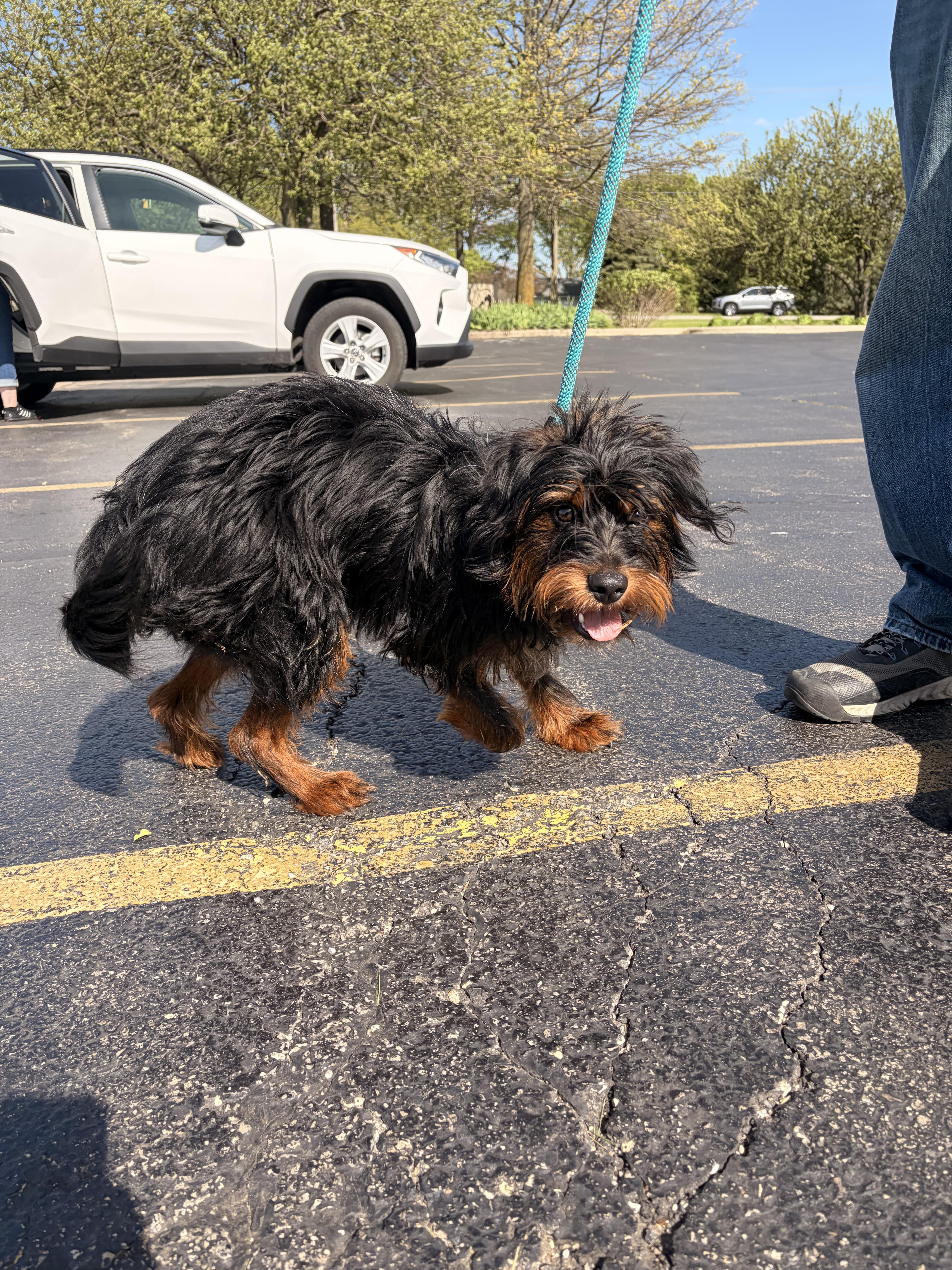 Enlarge Rex, an adopted mixed breed in Byron, IL image 4/4