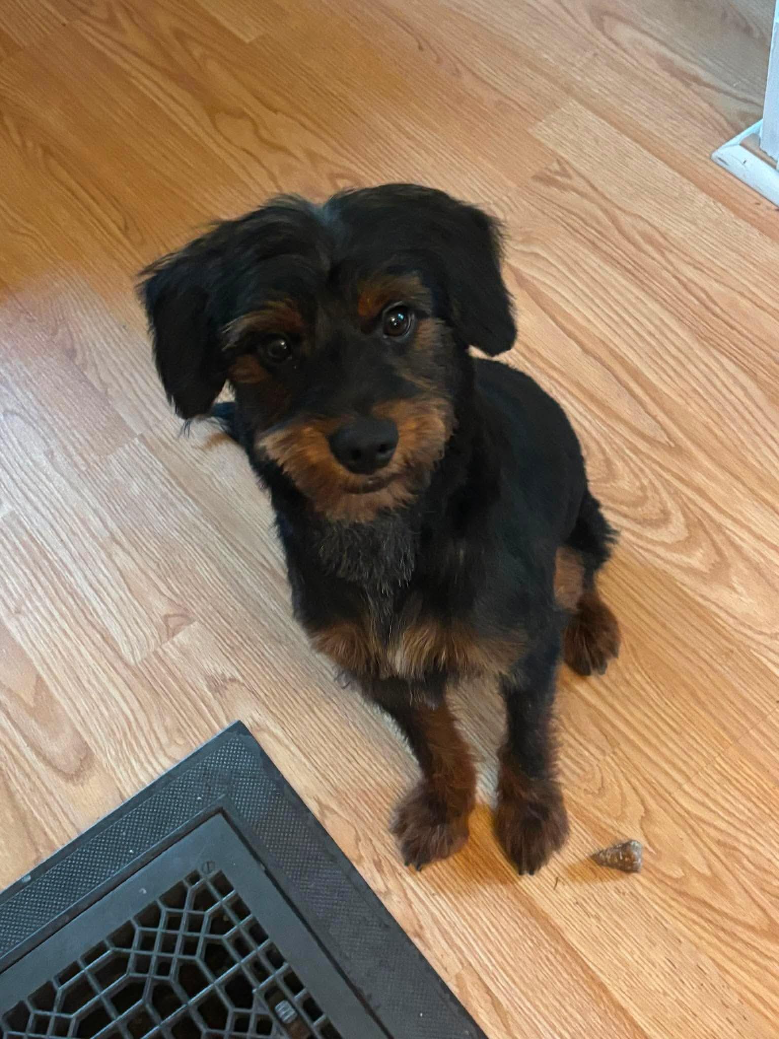 Enlarge Rex, an adopted mixed breed in Byron, IL image 1/4