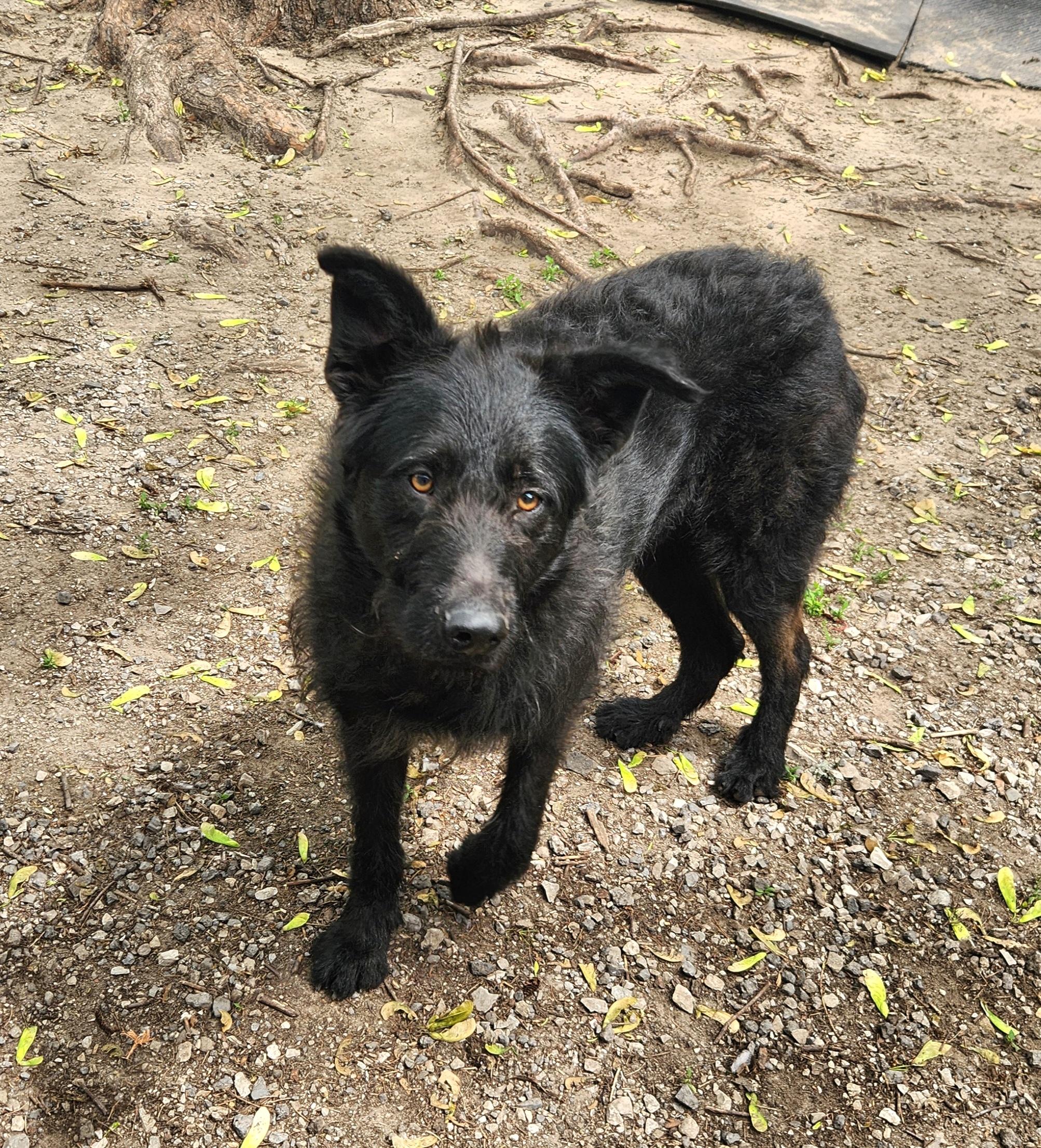 Enlarge Midnight, an adopted mixed breed in Liberty Center, OH image 5/6
