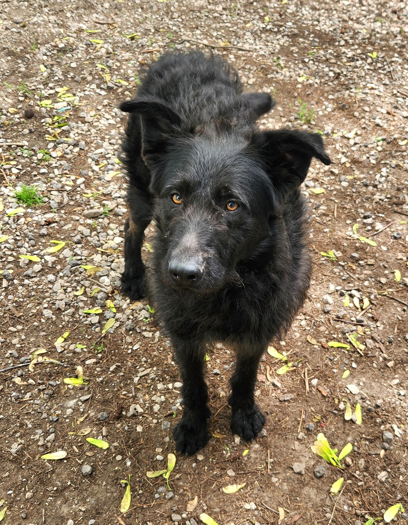 Midnight, adopted, Puppy Male German Shepherd Dog & Giant Schnauzer.