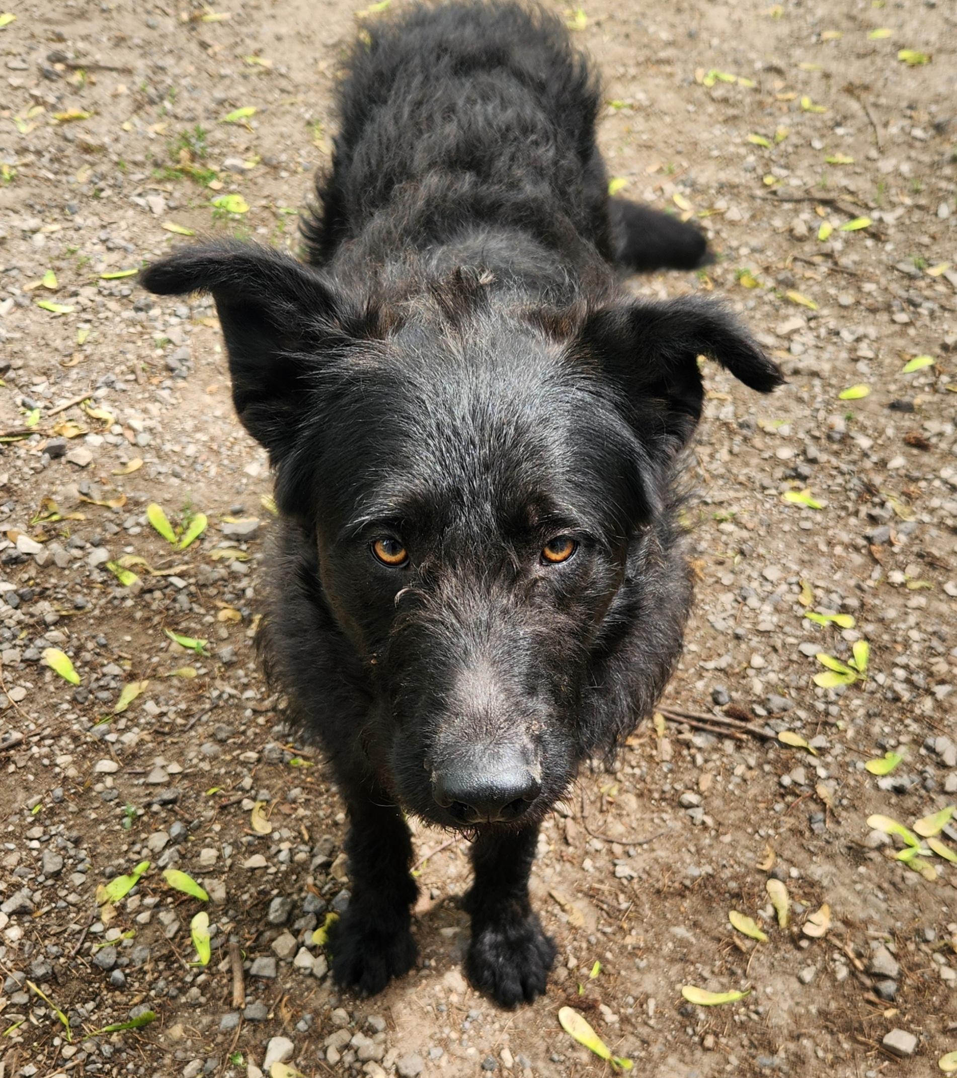 Enlarge Midnight, an adopted mixed breed in Liberty Center, OH image 6/6