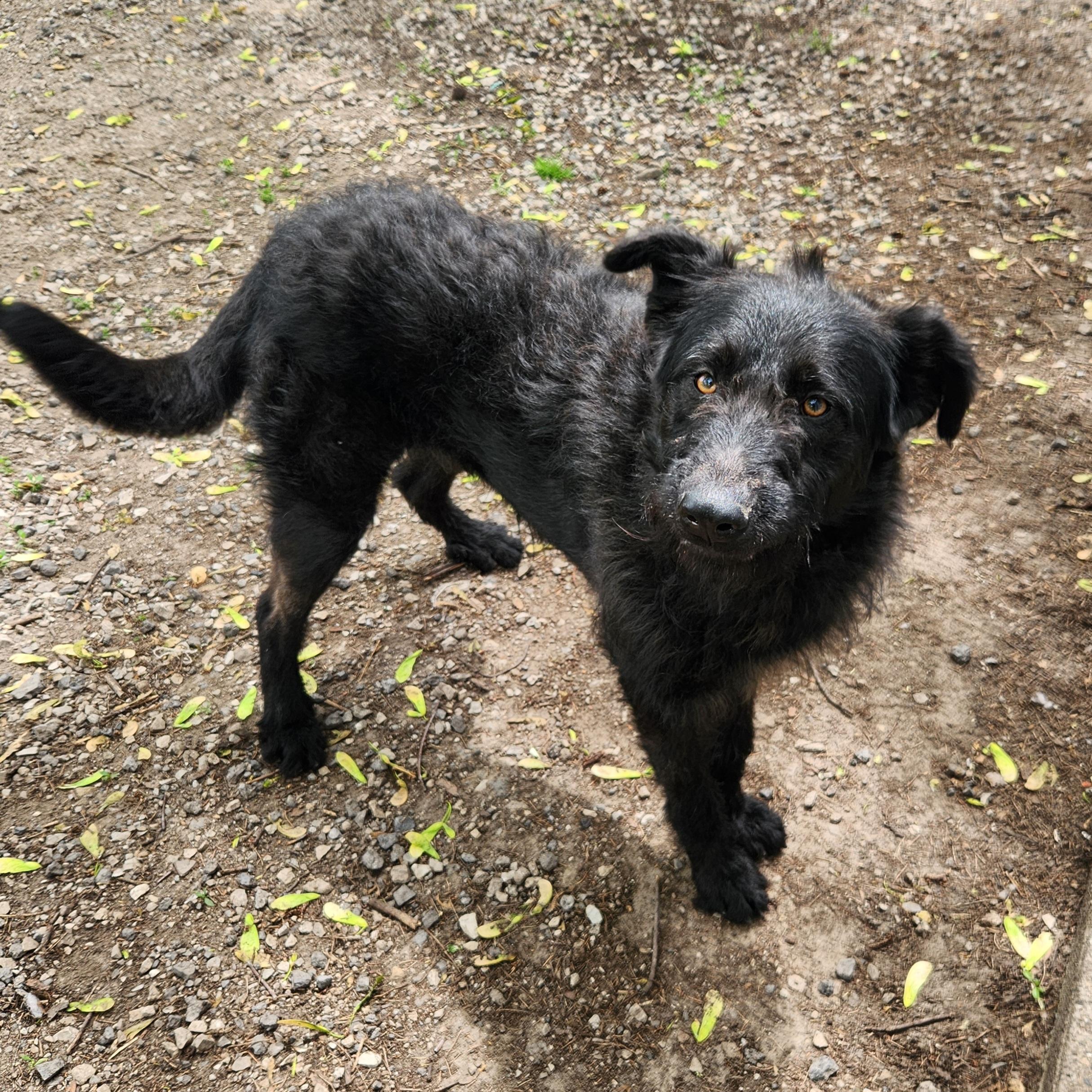 Enlarge Midnight, an adopted mixed breed in Liberty Center, OH image 3/6
