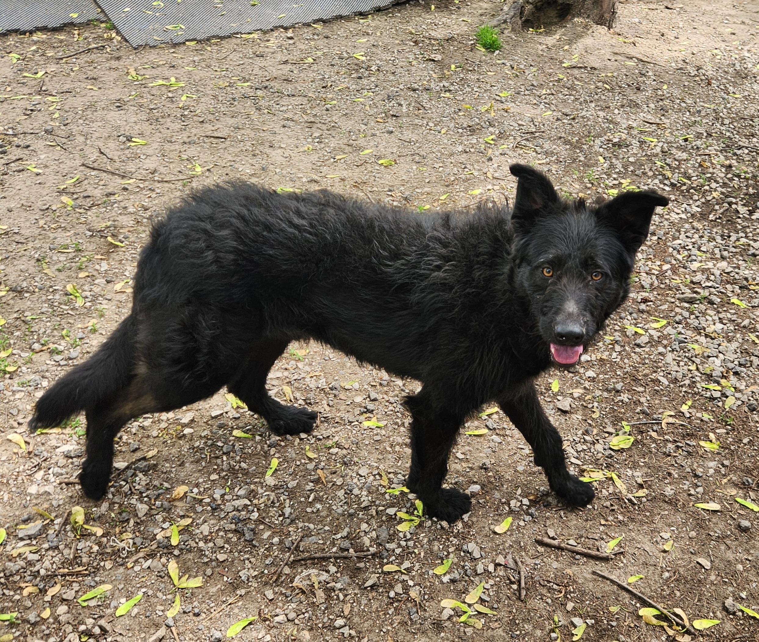 Enlarge Midnight, an adopted mixed breed in Liberty Center, OH image 4/6