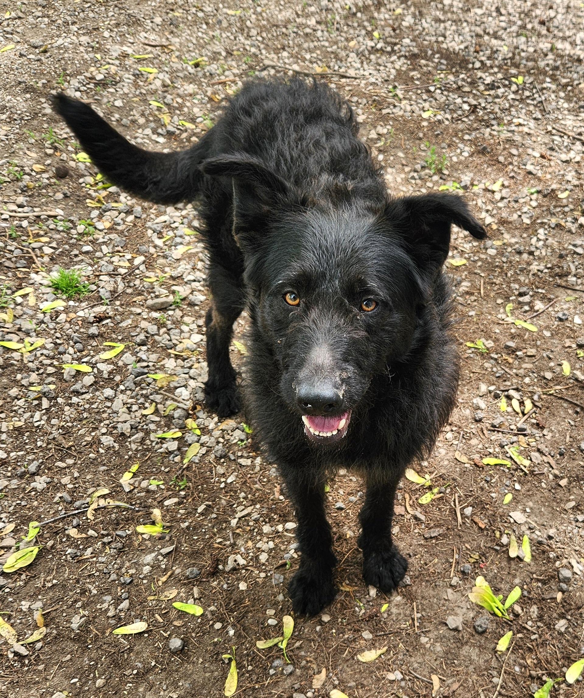 Enlarge Midnight, an adopted mixed breed in Liberty Center, OH image 2/6