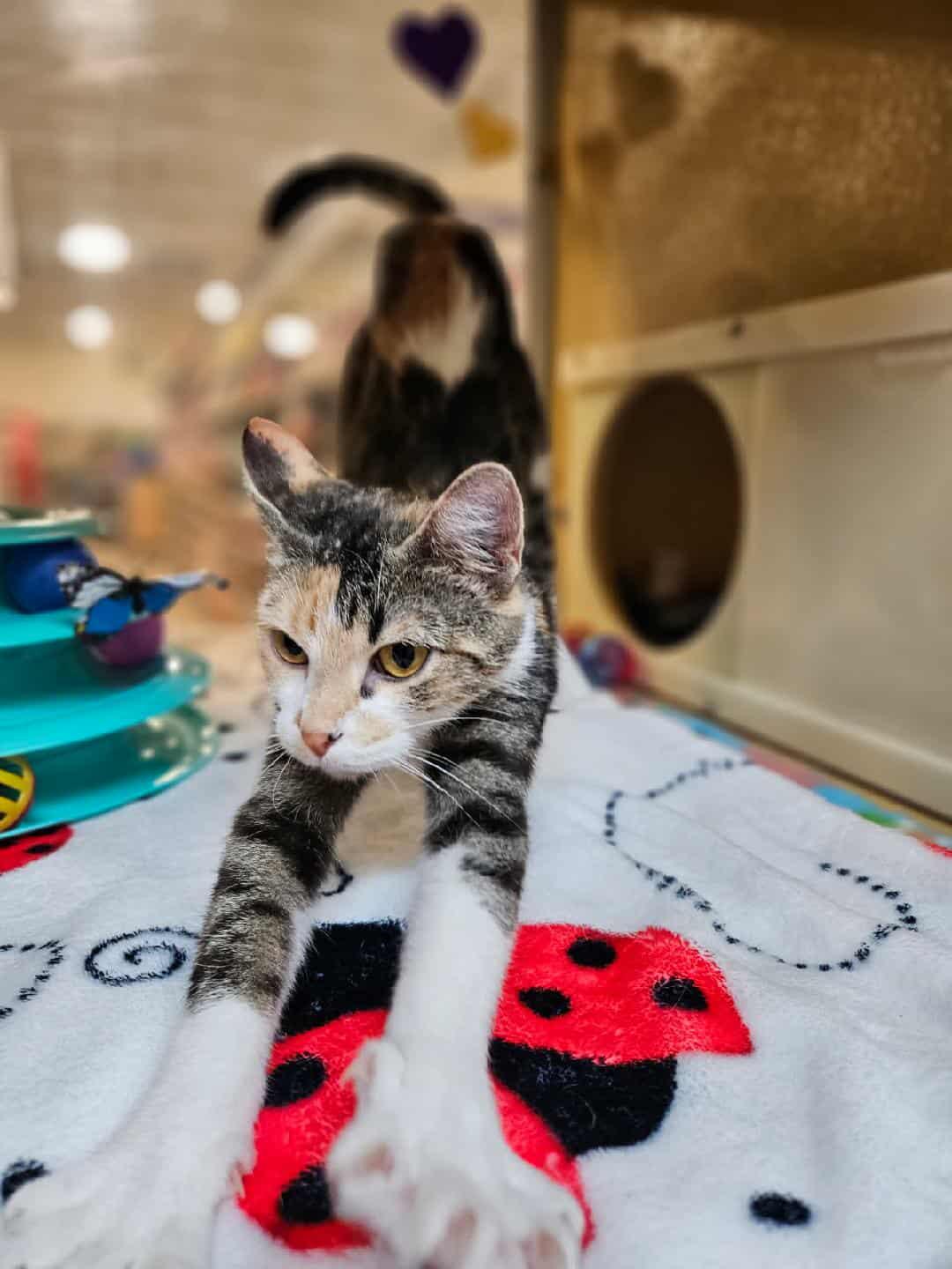 Ellie