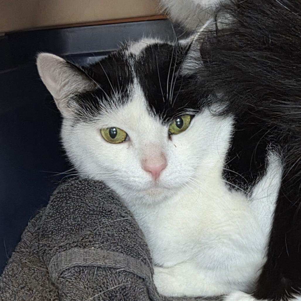 Mishka, Adoptable, Adult Female Domestic Short Hair.
