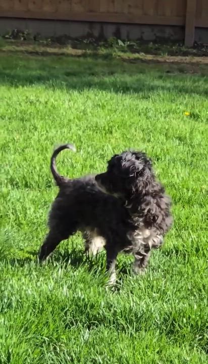 Enlarge Ren, a Adoptable mixed breed in Rochester, NY video 5/5