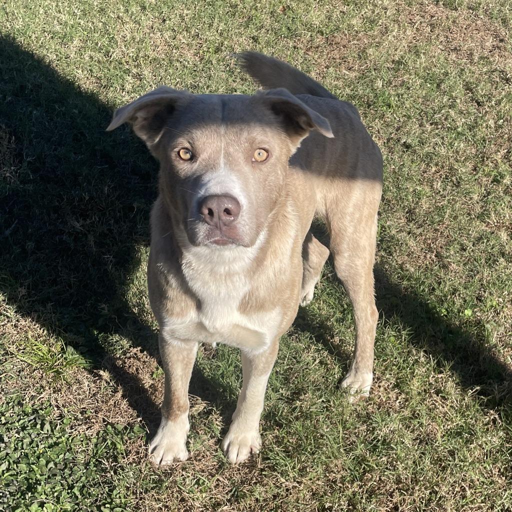 Cypress, a Adoptable mixed breed in Brenham, TX image 2/6