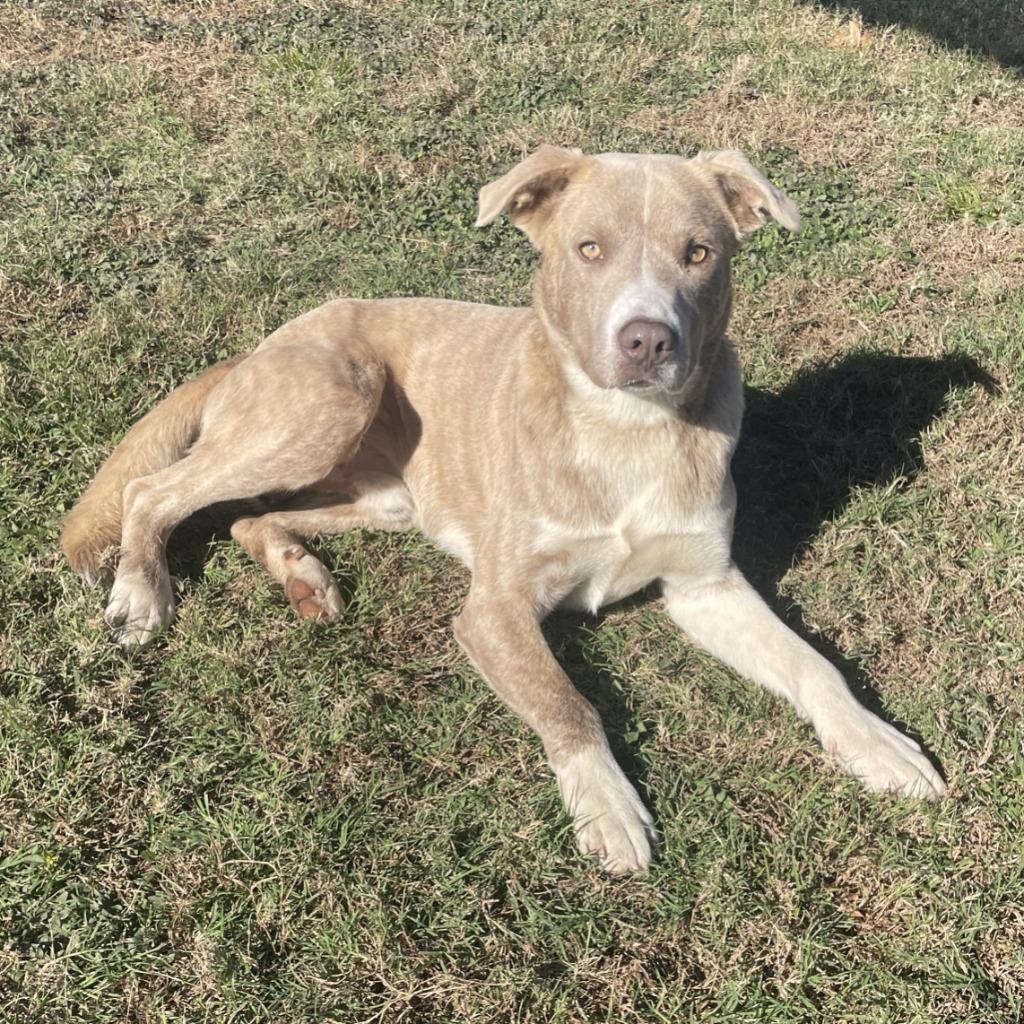 Cypress, a Adoptable mixed breed in Brenham, TX image 3/6