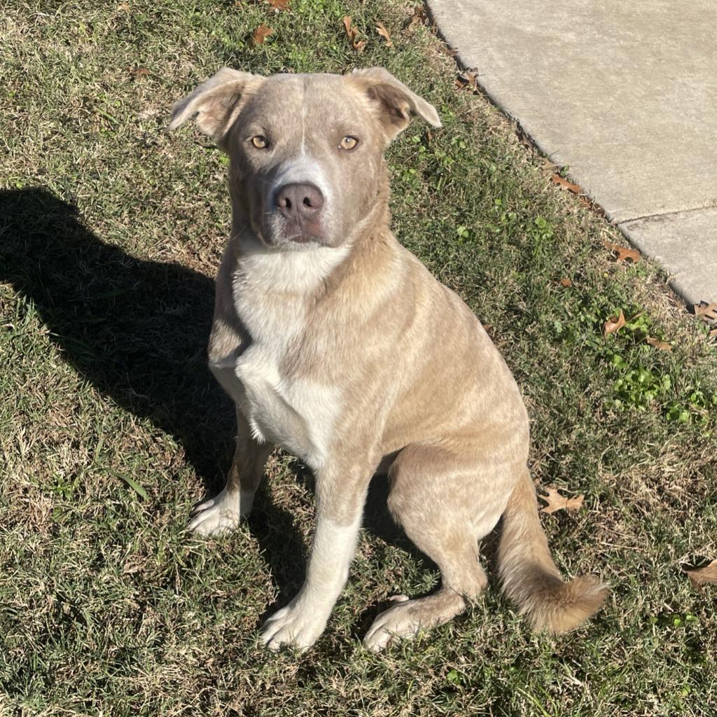 Cypress, a Adoptable mixed breed in Brenham, TX image 4/6
