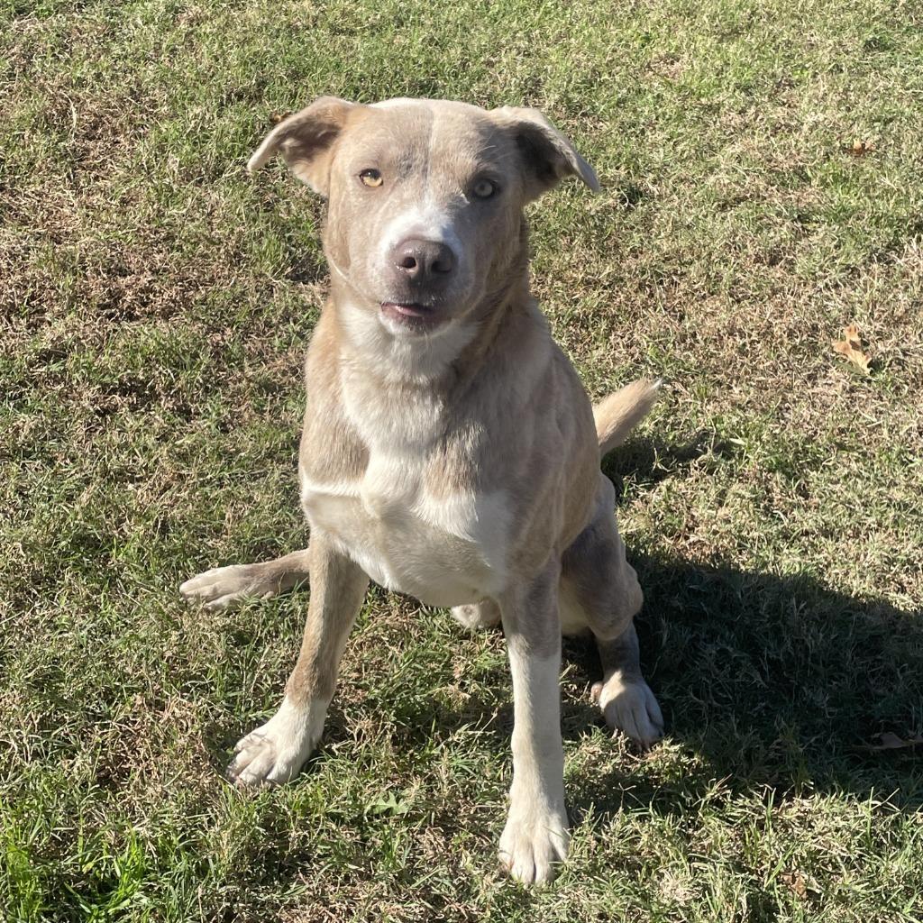 Cypress, a Adoptable mixed breed in Brenham, TX image 5/6