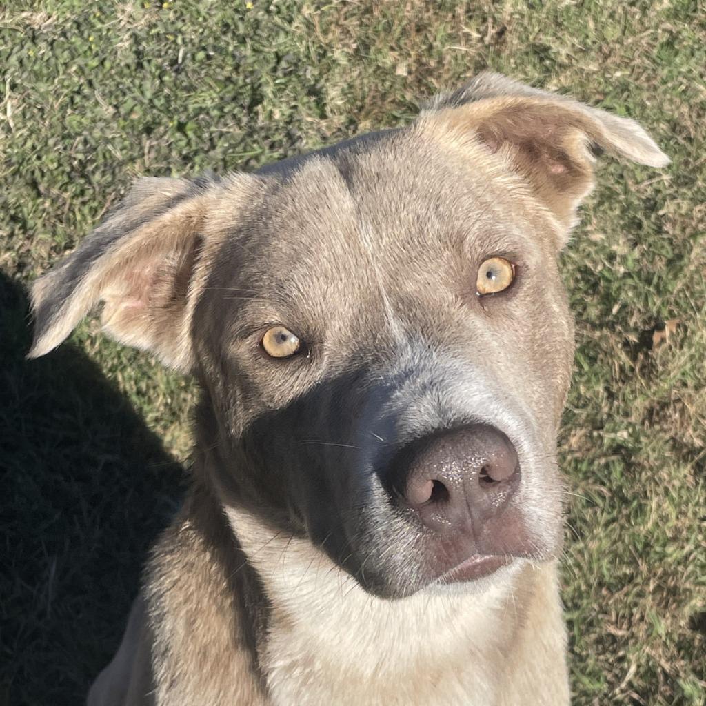 Cypress, Adoptable, Adult Male Husky & Pit Bull Terrier.