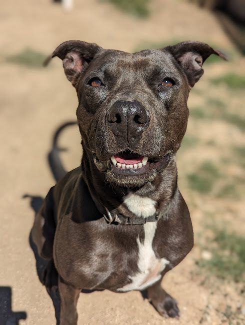 Enlarge Monet, a Adoptable mixed breed in Mountain Center, CA image 2/6