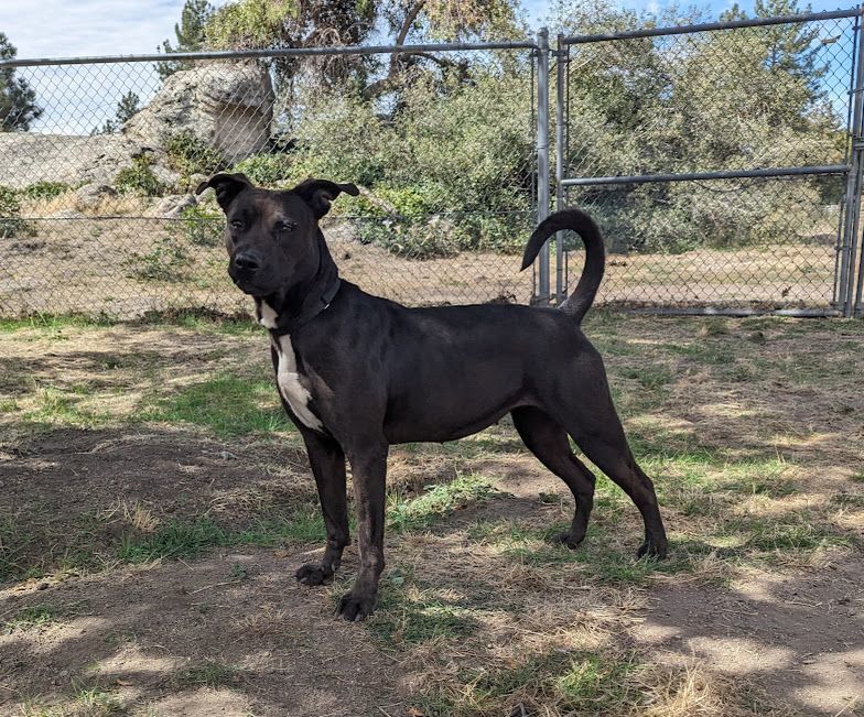 Enlarge Monet, a Adoptable mixed breed in Mountain Center, CA image 3/6