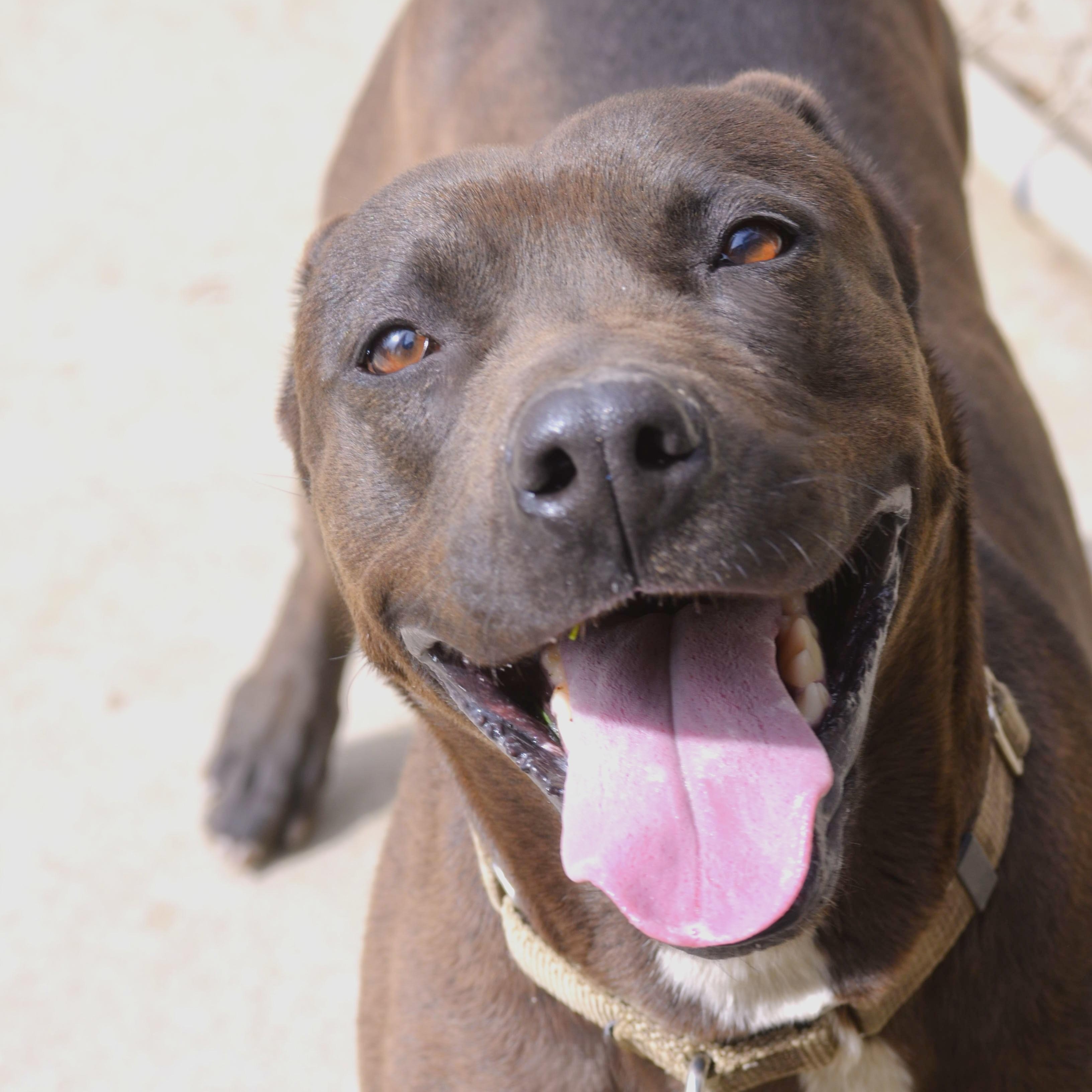 Enlarge Monet, a Adoptable mixed breed in Mountain Center, CA image 1/6