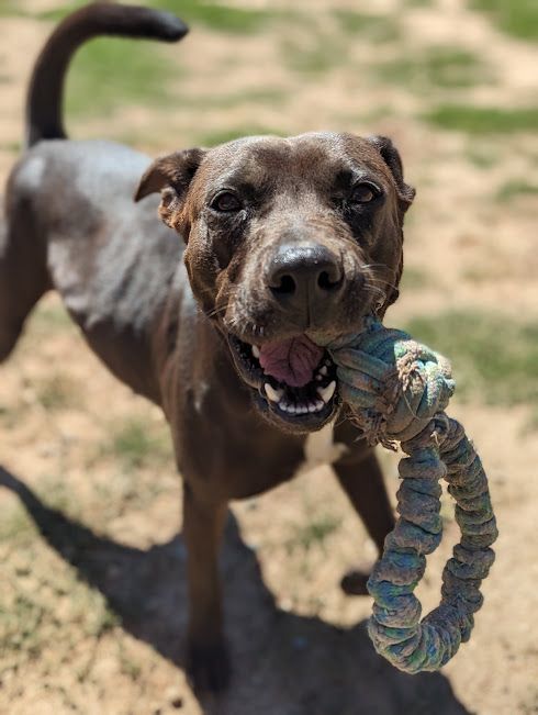Enlarge Monet, a Adoptable mixed breed in Mountain Center, CA image 4/6