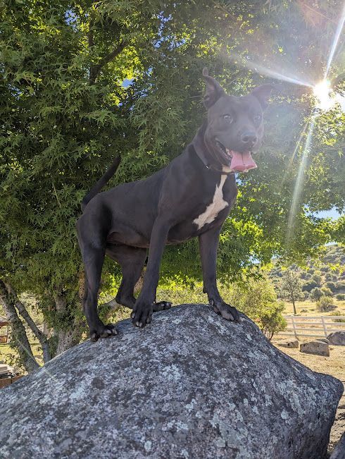 Enlarge Monet, a Adoptable mixed breed in Mountain Center, CA image 5/6