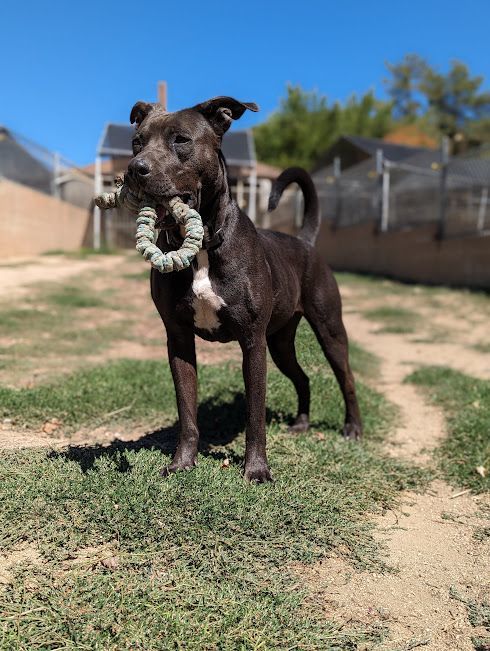 Enlarge Monet, a Adoptable mixed breed in Mountain Center, CA image 6/6