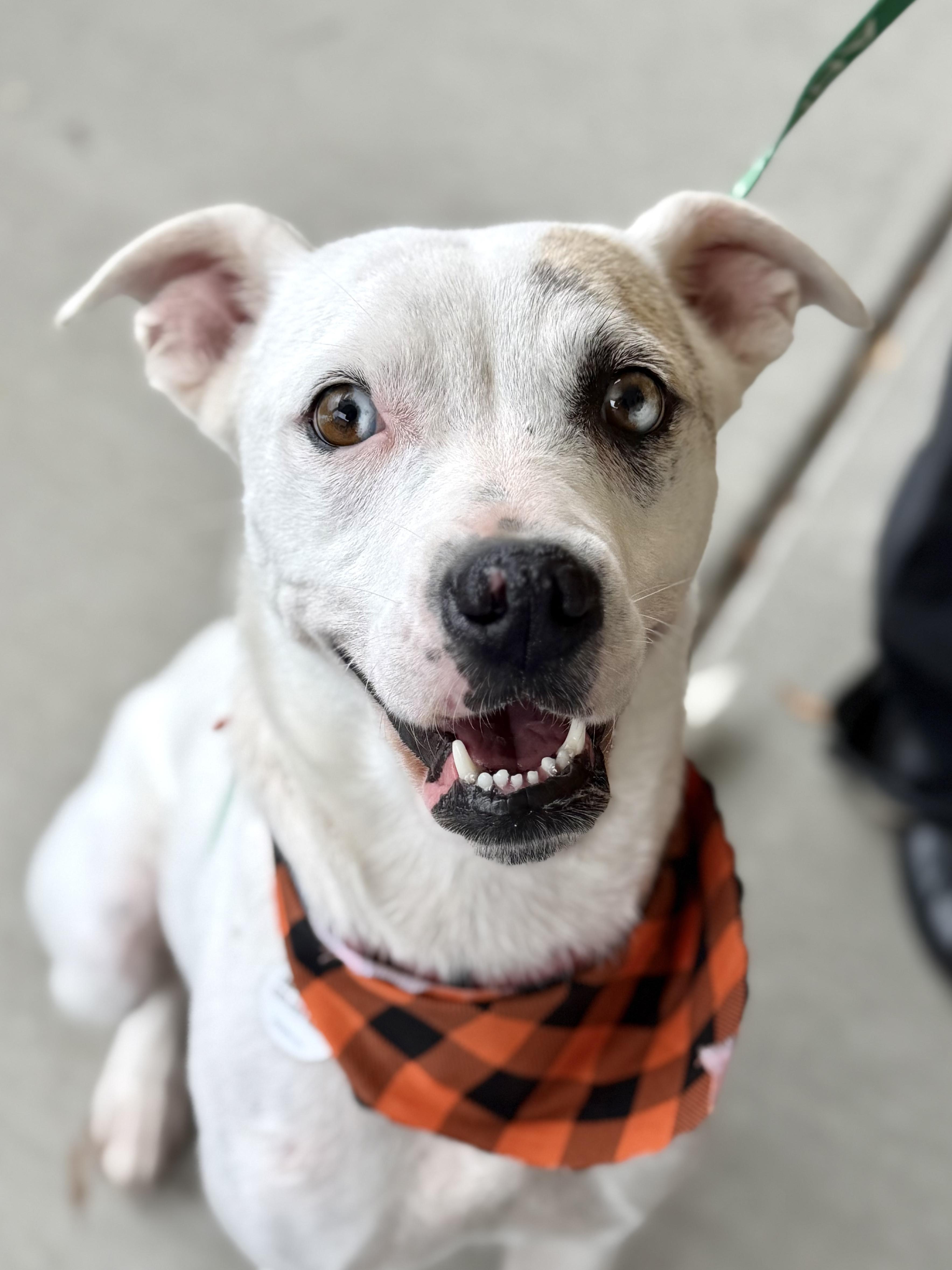 Enlarge Tori - AVAILABLE TO FOSTER OR ADOPT, a Adoptable mixed breed in Clayton, NC image 1/6