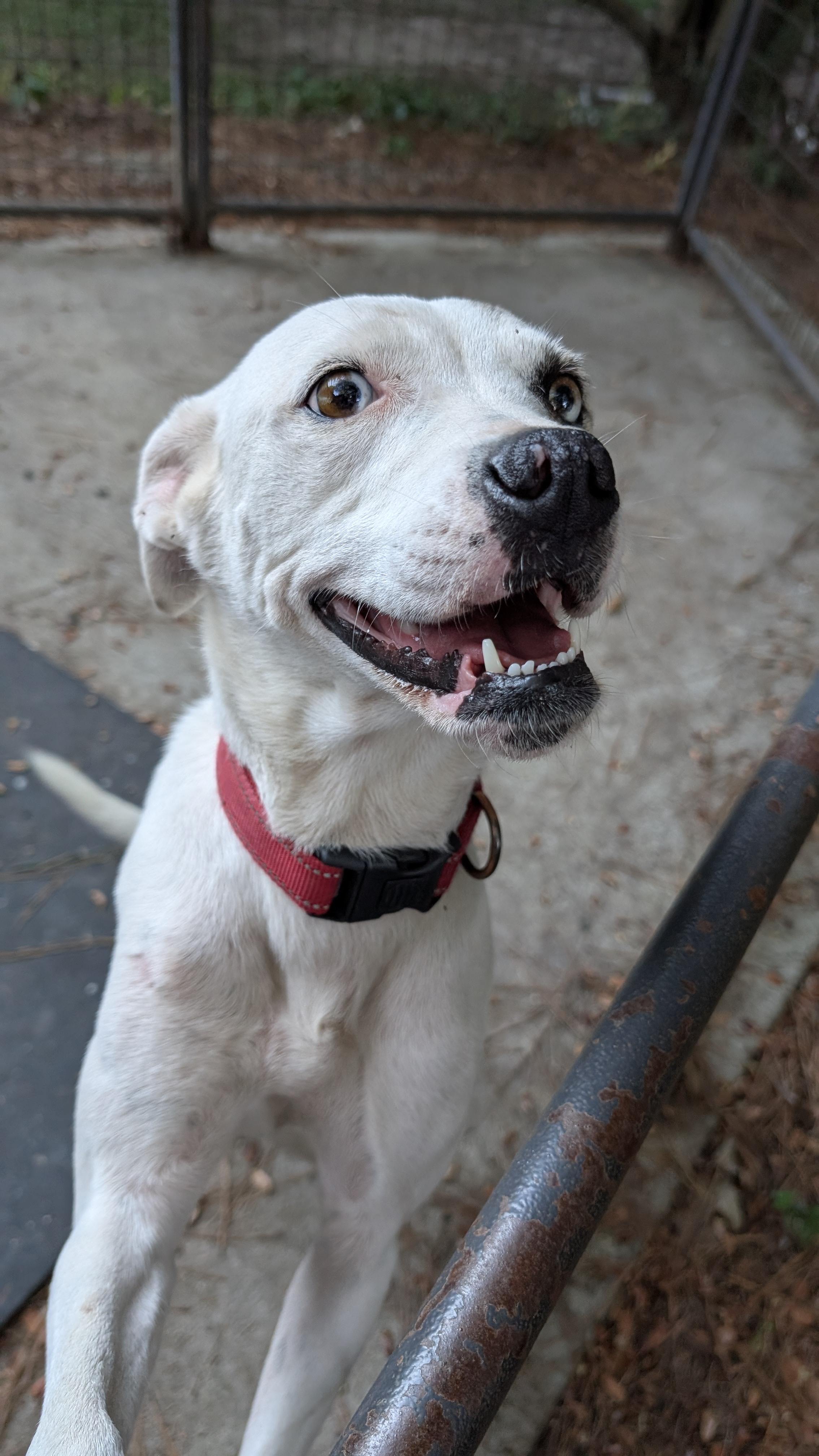 Enlarge Tori - AVAILABLE TO FOSTER OR ADOPT, a Adoptable mixed breed in Clayton, NC image 6/6