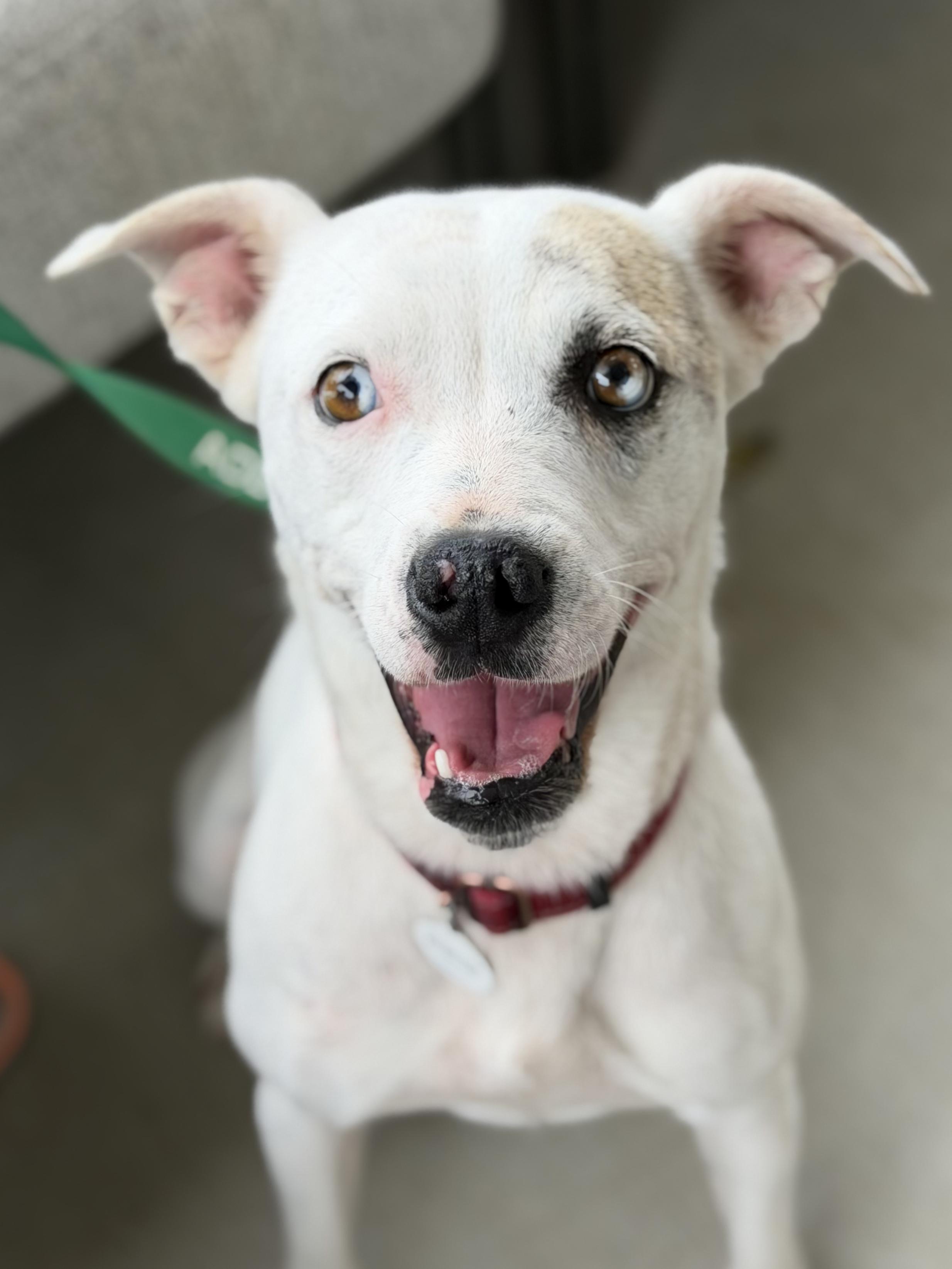 Enlarge Tori - AVAILABLE TO FOSTER OR ADOPT, a Adoptable mixed breed in Clayton, NC image 2/6