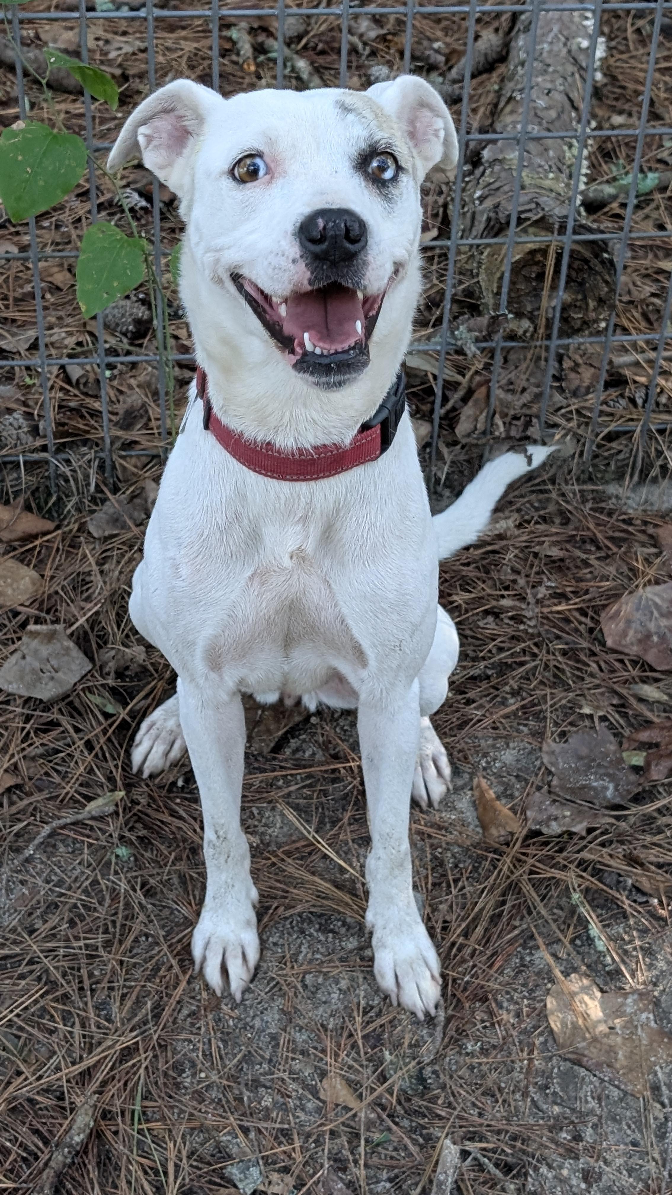 Enlarge Tori - AVAILABLE TO FOSTER OR ADOPT, a Adoptable mixed breed in Clayton, NC image 5/6