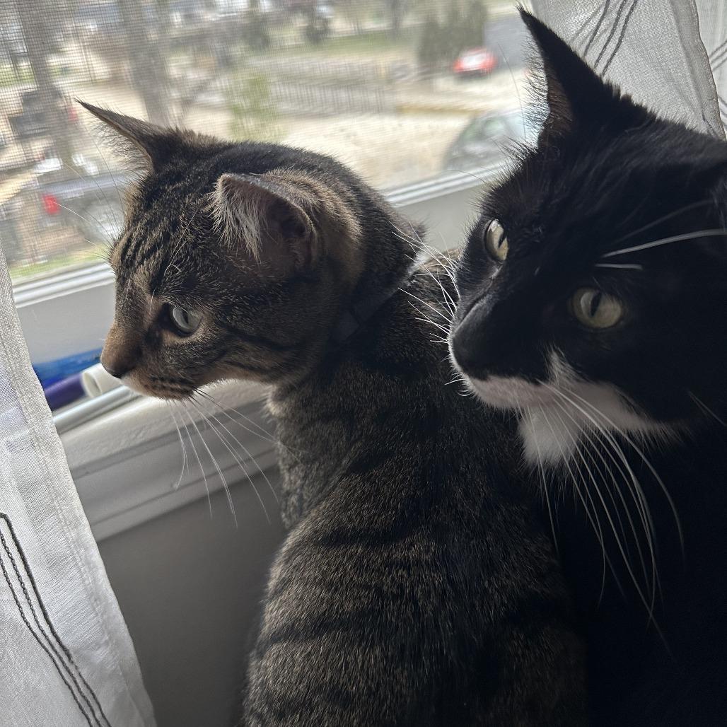 Enlarge Baby JonJon (Bonded with Moviestar), a Adoptable Manx in Nashville, TN image 1/6