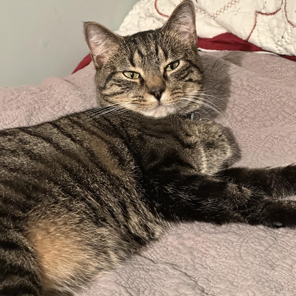 Enlarge Baby JonJon (Bonded with Moviestar), a Adoptable Manx in Nashville, TN image 2/6