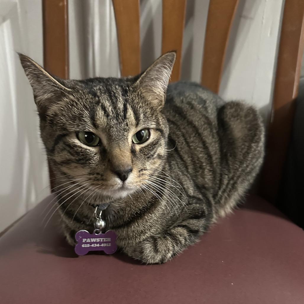 Enlarge Baby JonJon (Bonded with Moviestar), a Adoptable Manx in Nashville, TN image 3/6