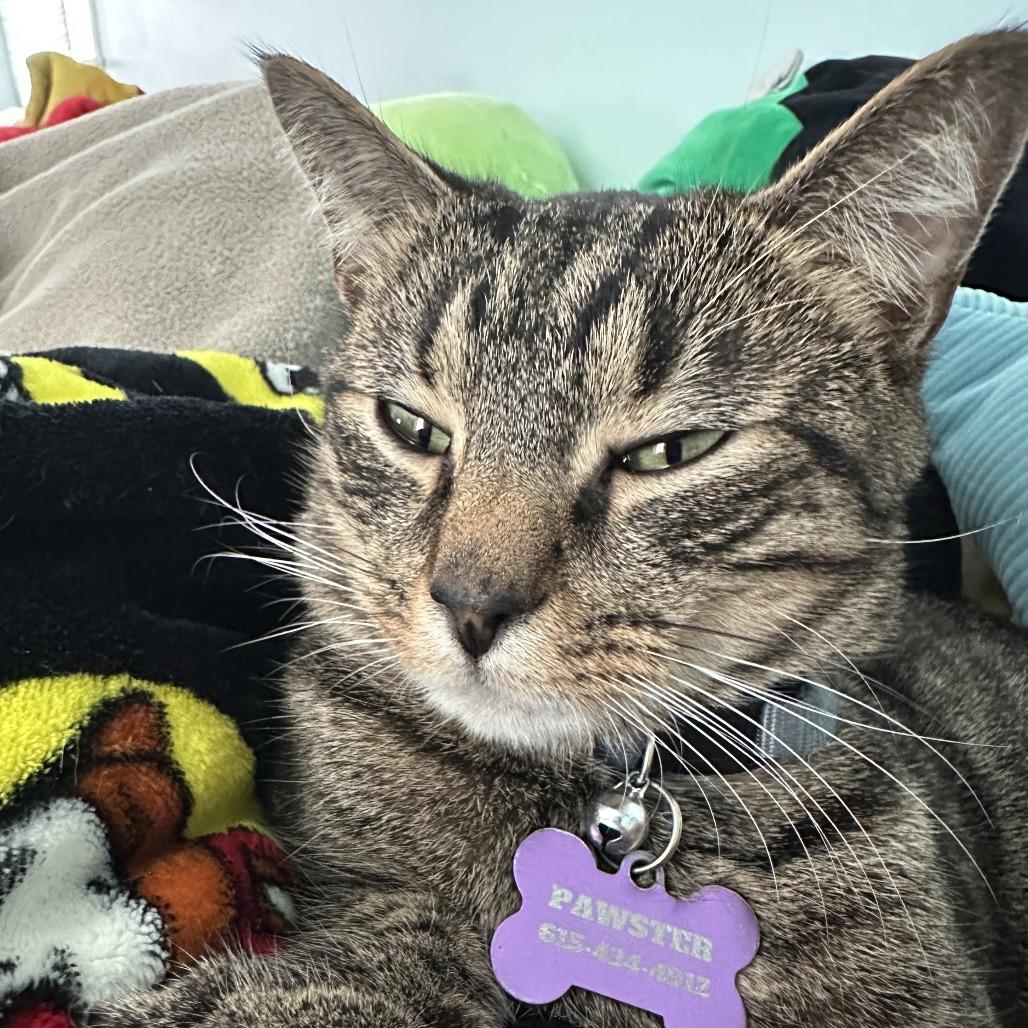 Enlarge Baby JonJon (Bonded with Moviestar), a Adoptable Manx in Nashville, TN image 4/6