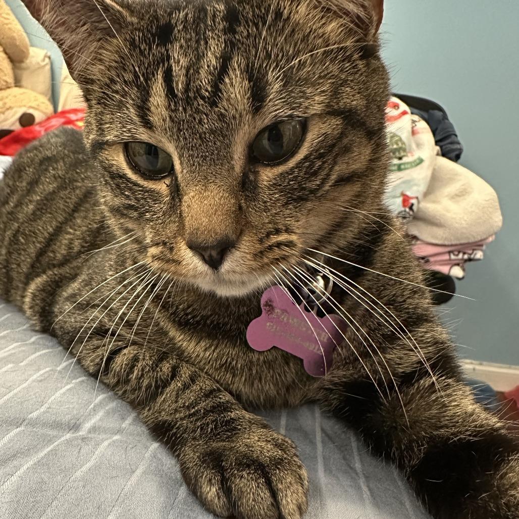 Enlarge Baby JonJon (Bonded with Moviestar), a Adoptable Manx in Nashville, TN image 5/6