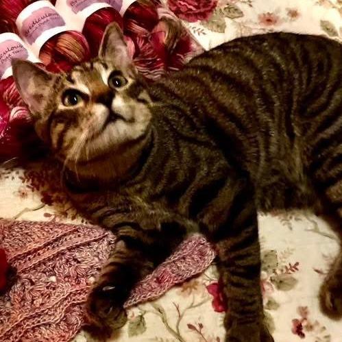 Enlarge Baby JonJon, a Adoptable Manx in Nashville, TN image 1/1