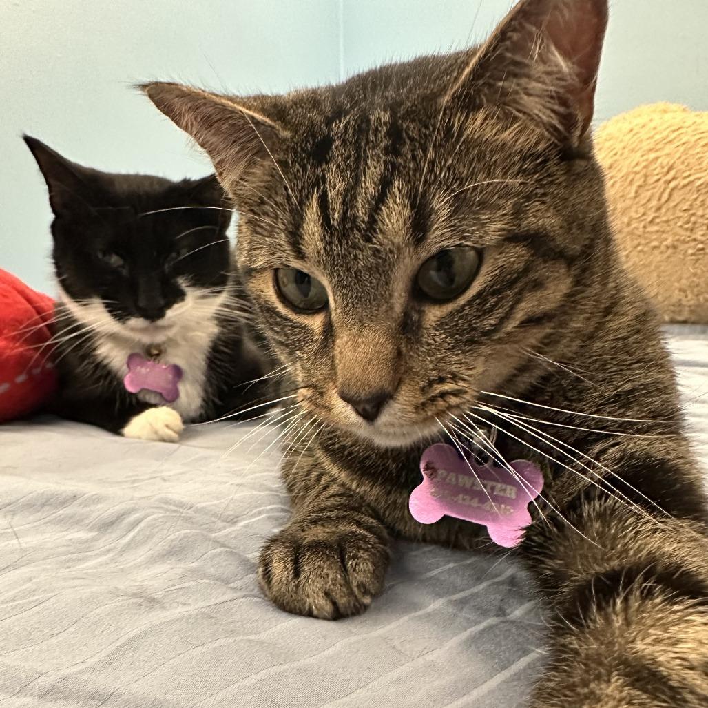 Enlarge Baby JonJon (Bonded with Moviestar), a Adoptable Manx in Nashville, TN image 6/6