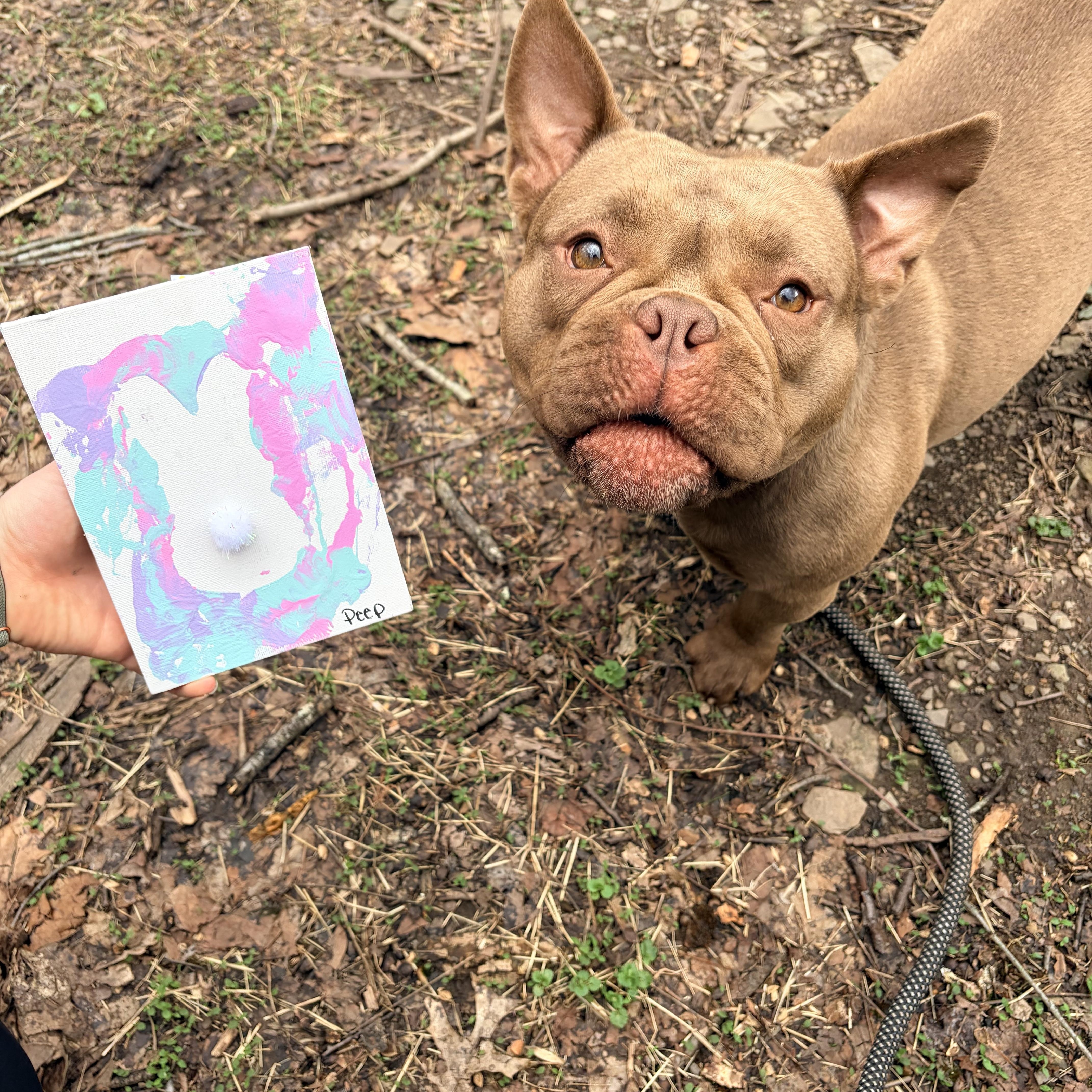 Enlarge Peep, a ADOPTABLE mixed breed in White Oak, PA image 4/5