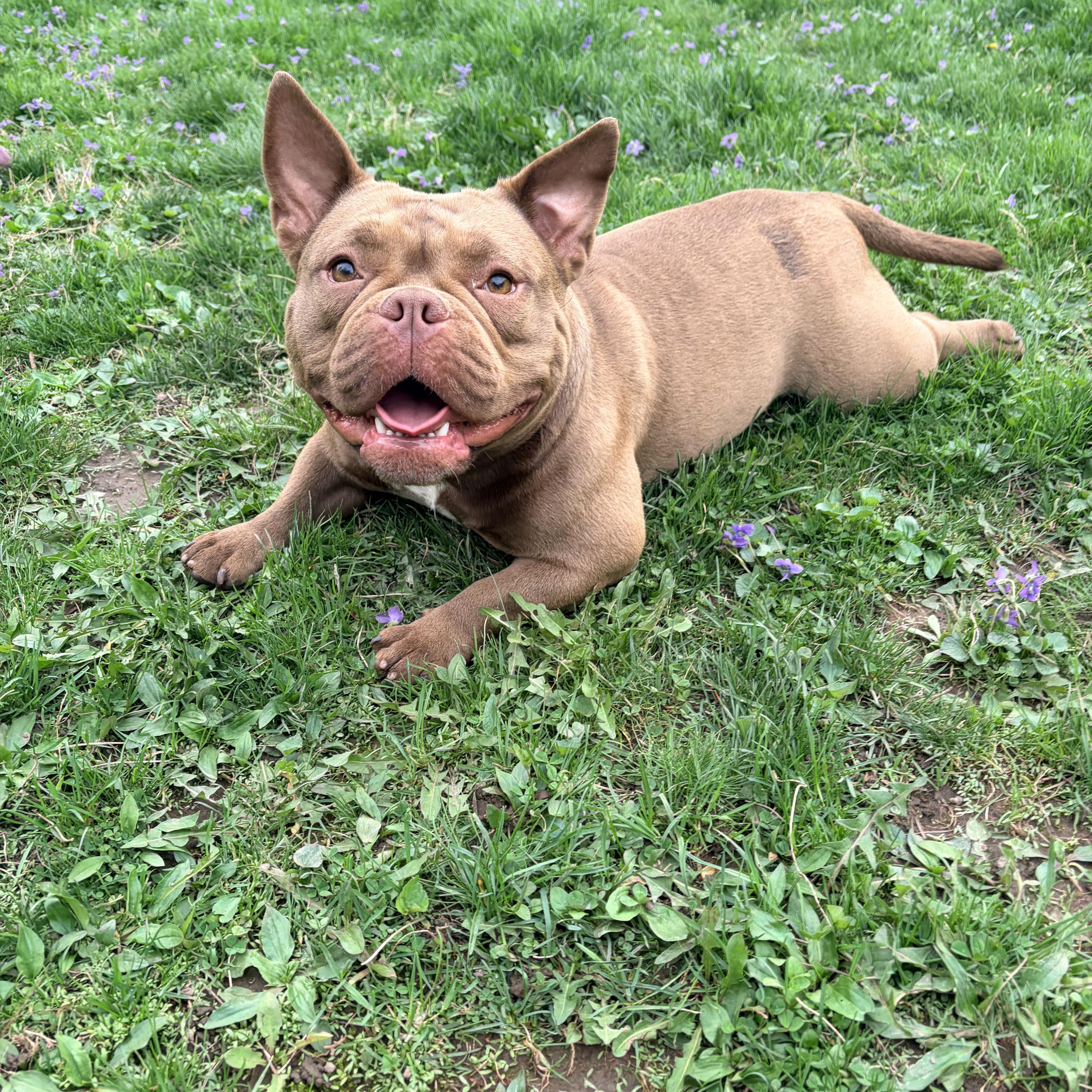Enlarge Peep, a ADOPTABLE mixed breed in White Oak, PA image 5/5