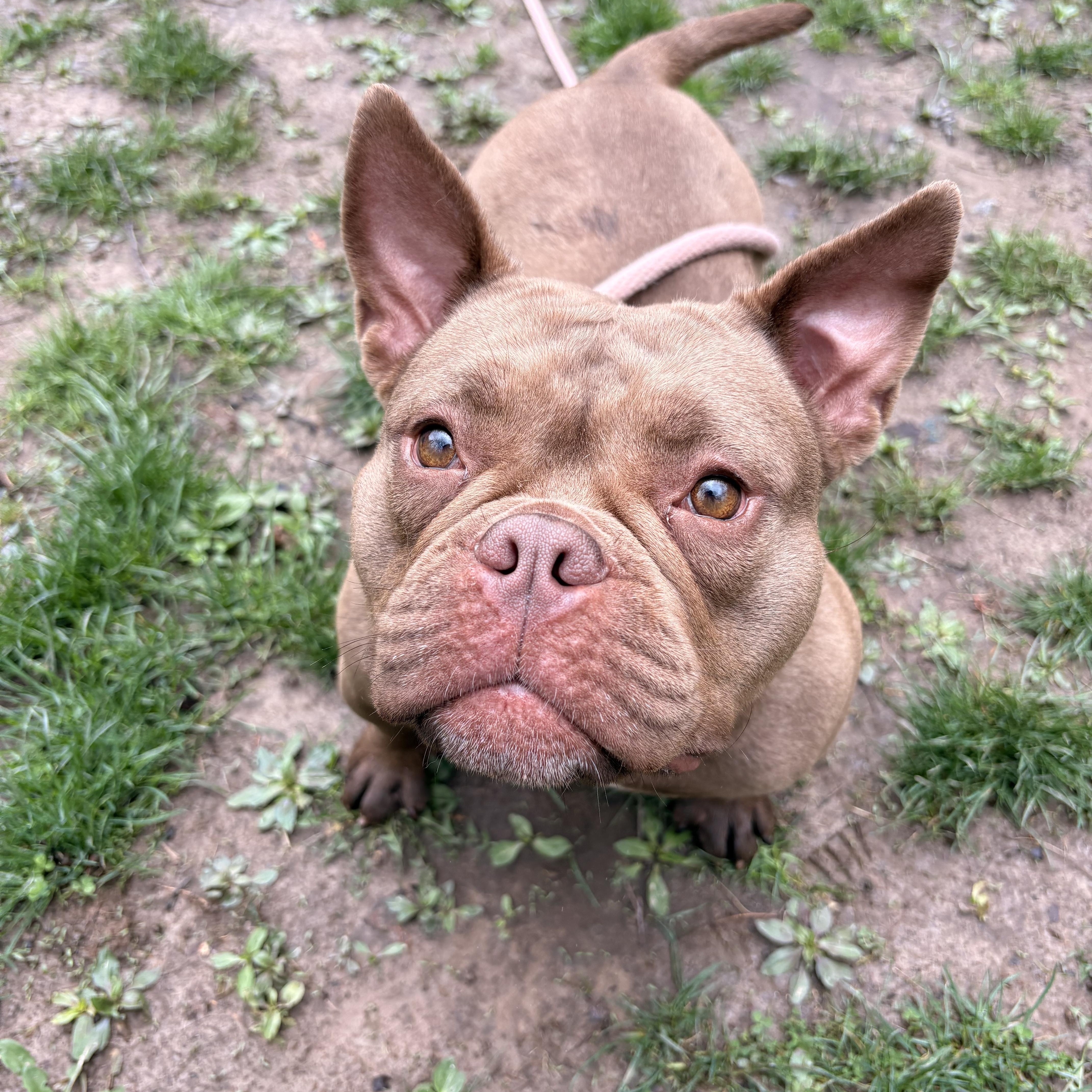 Enlarge Peep, a ADOPTABLE mixed breed in White Oak, PA image 2/5