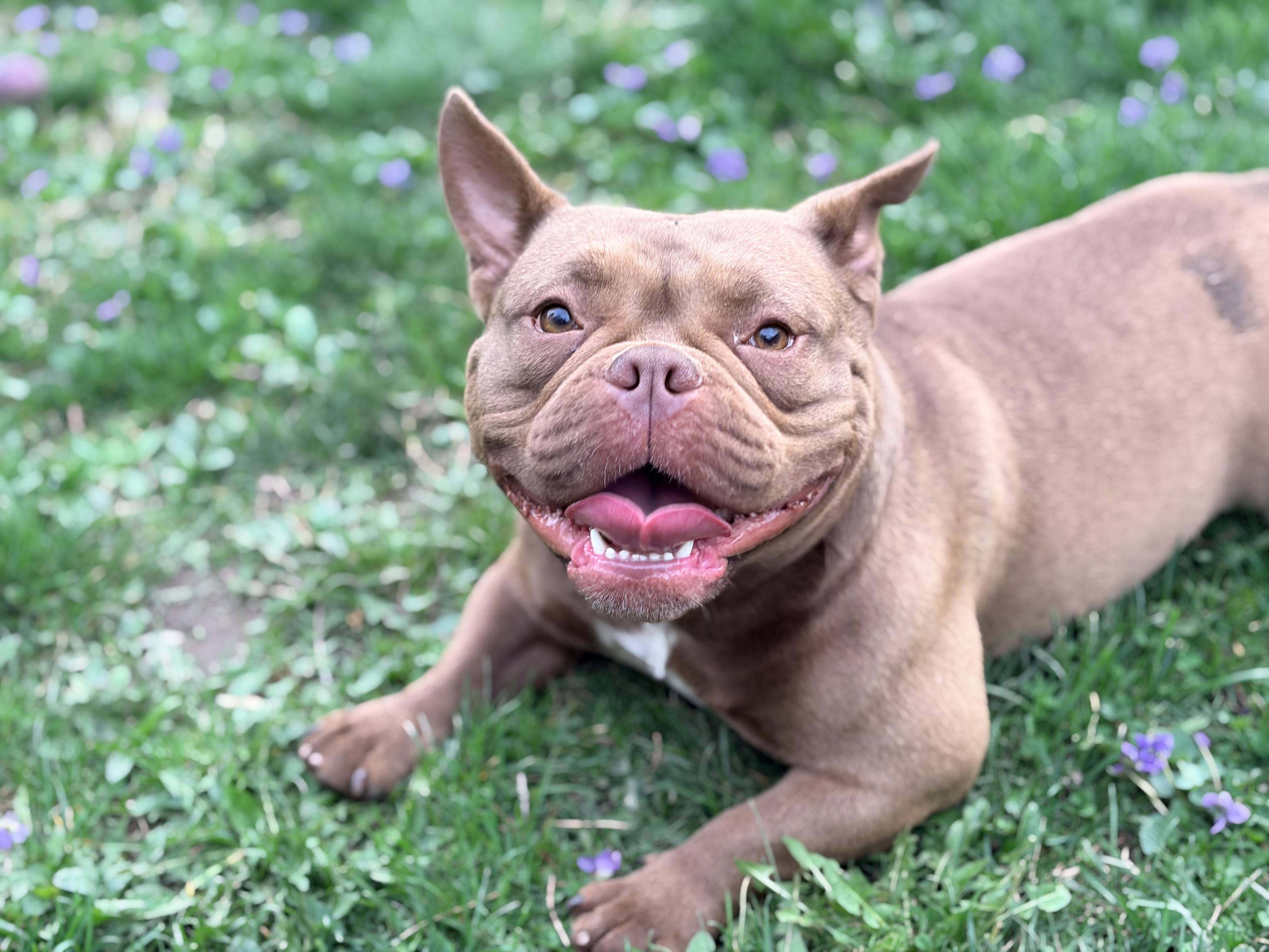 Peep, adopted, Young Female American Bully.