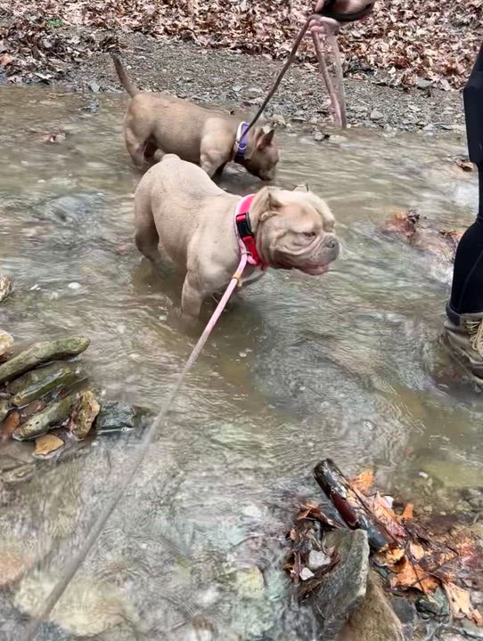 Enlarge Peep, a ADOPTABLE mixed breed in White Oak, PA video 3/5