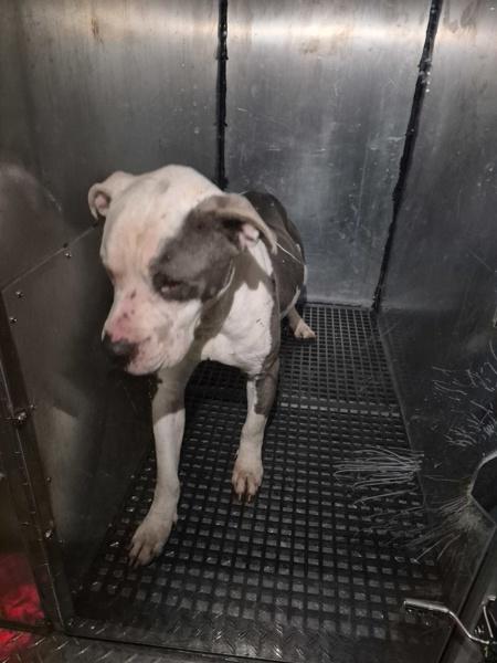 Pen 112 Amos, Adoptable, Adult Male Pit Bull Terrier.