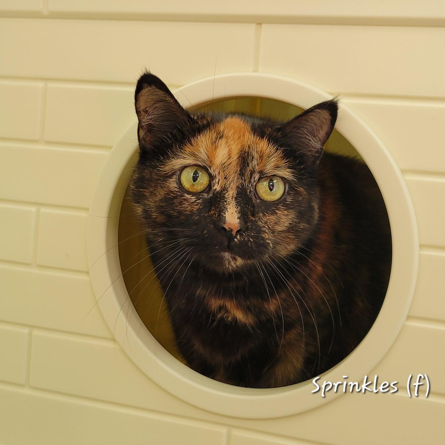 Enlarge Sprinkles, a Adoptable Domestic Short Hair in Mazon, IL image 1/1