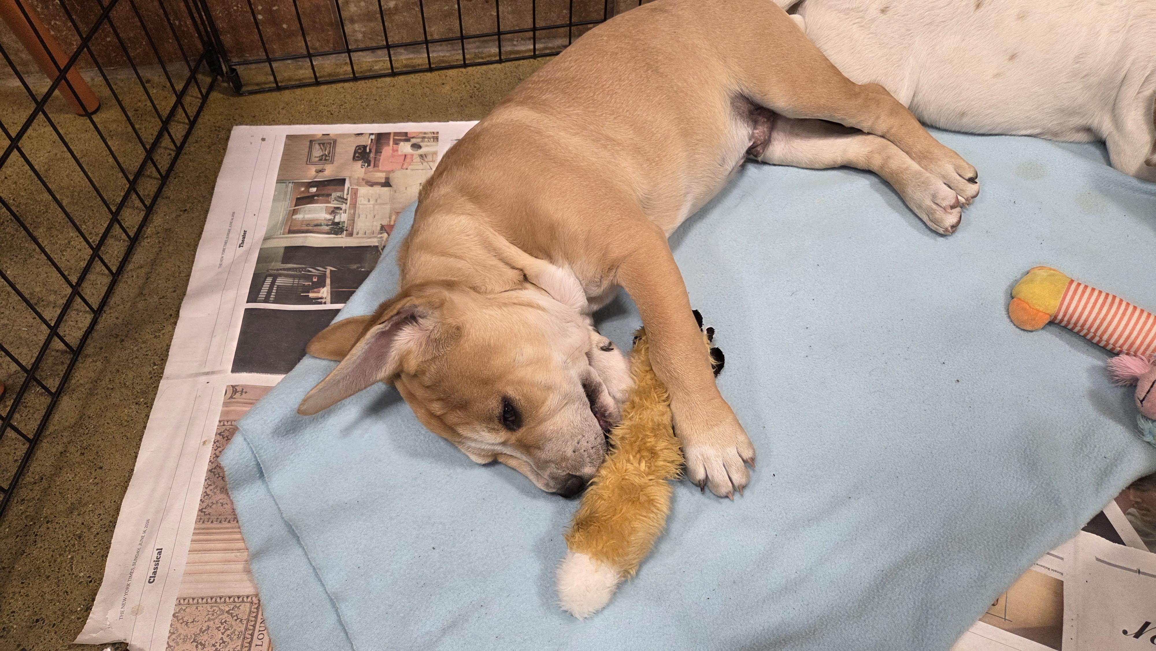 Enlarge Neptune, a Adoptable mixed breed in Hillsdale, NY image 2/4