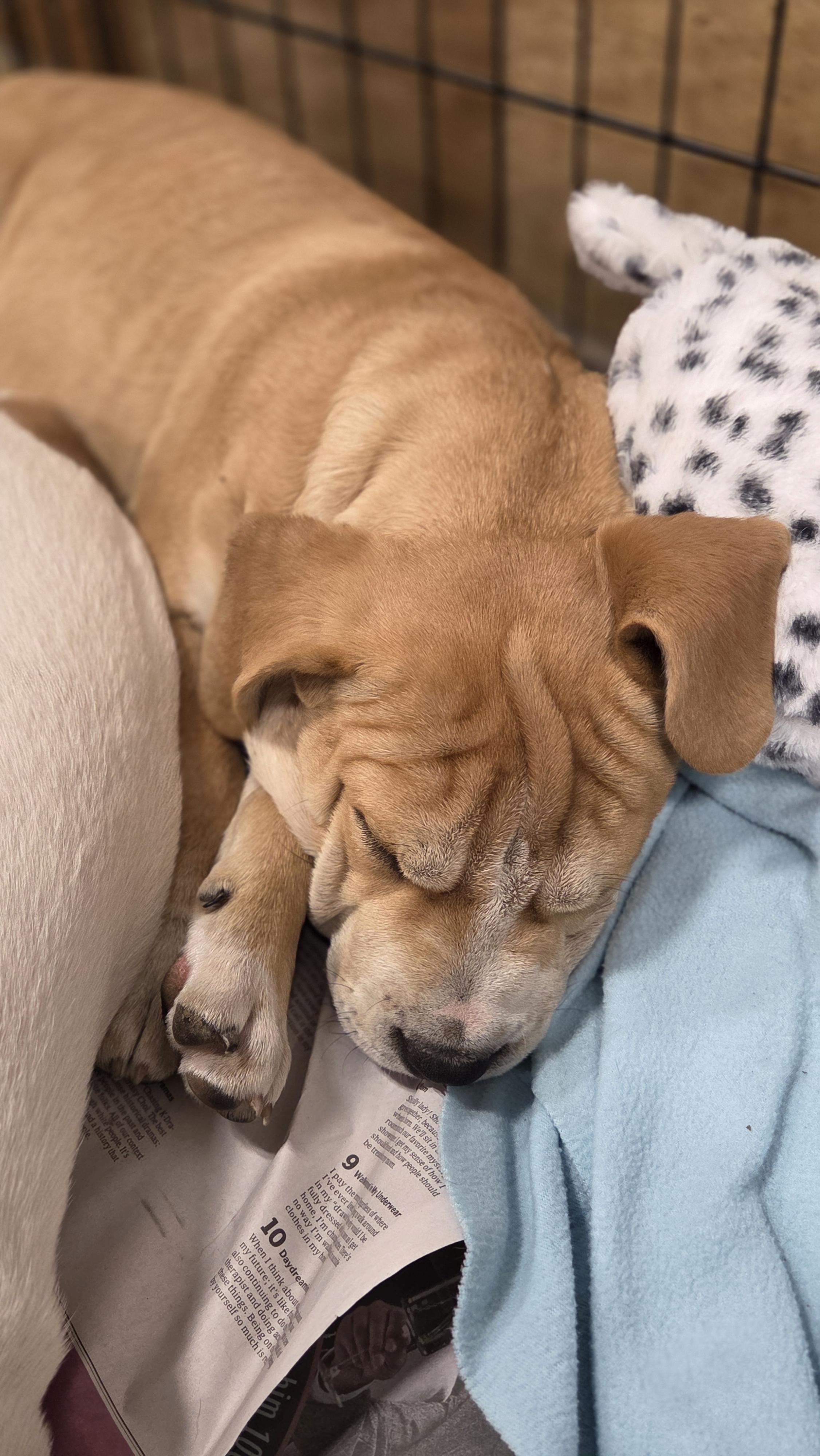 Enlarge Neptune, a Adoptable mixed breed in Hillsdale, NY image 3/4